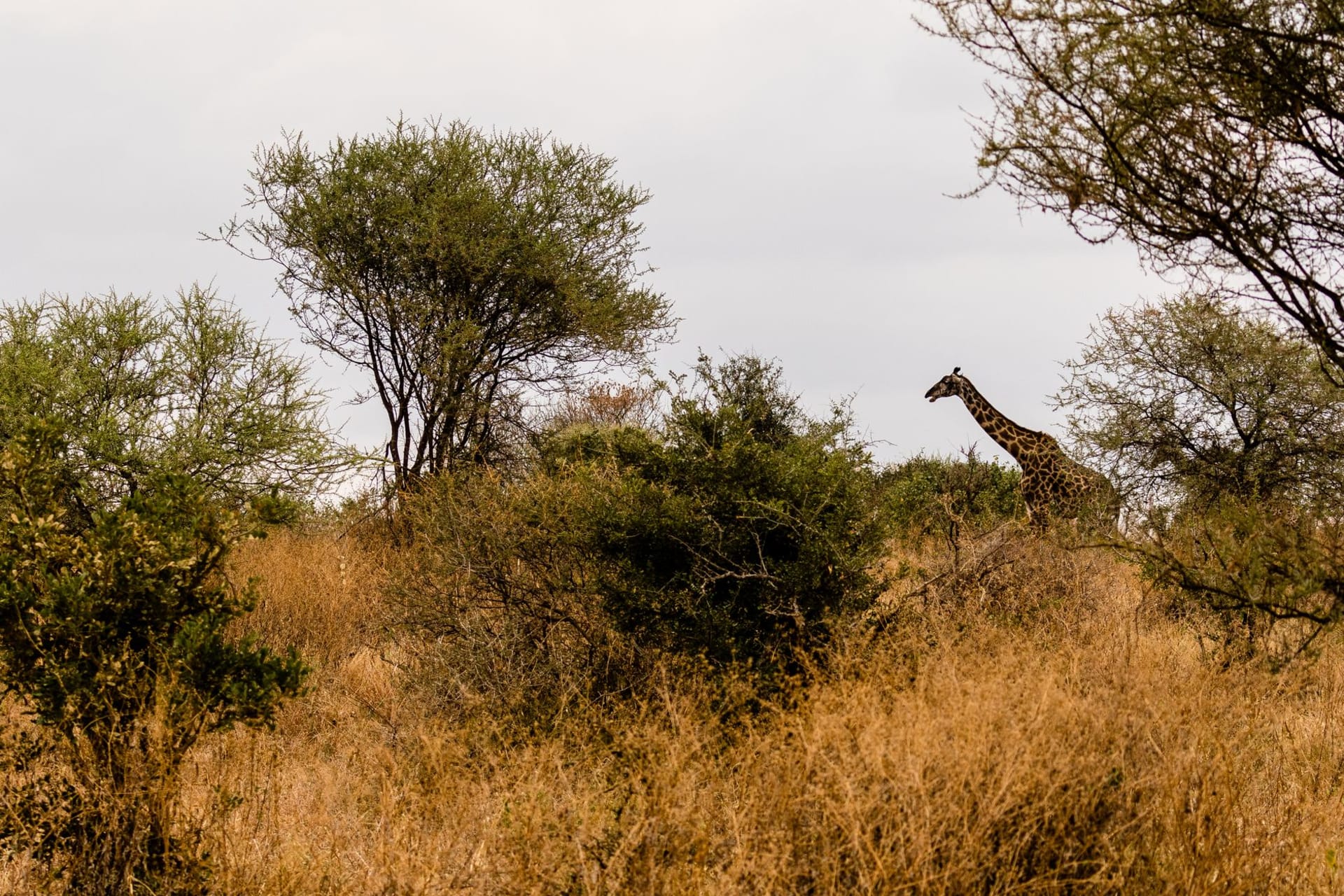 Endless golden grassland of Boma National Park in eastern South Sudan stretching to a flat horizon, dotted with distant herds of antelope under a towering sky