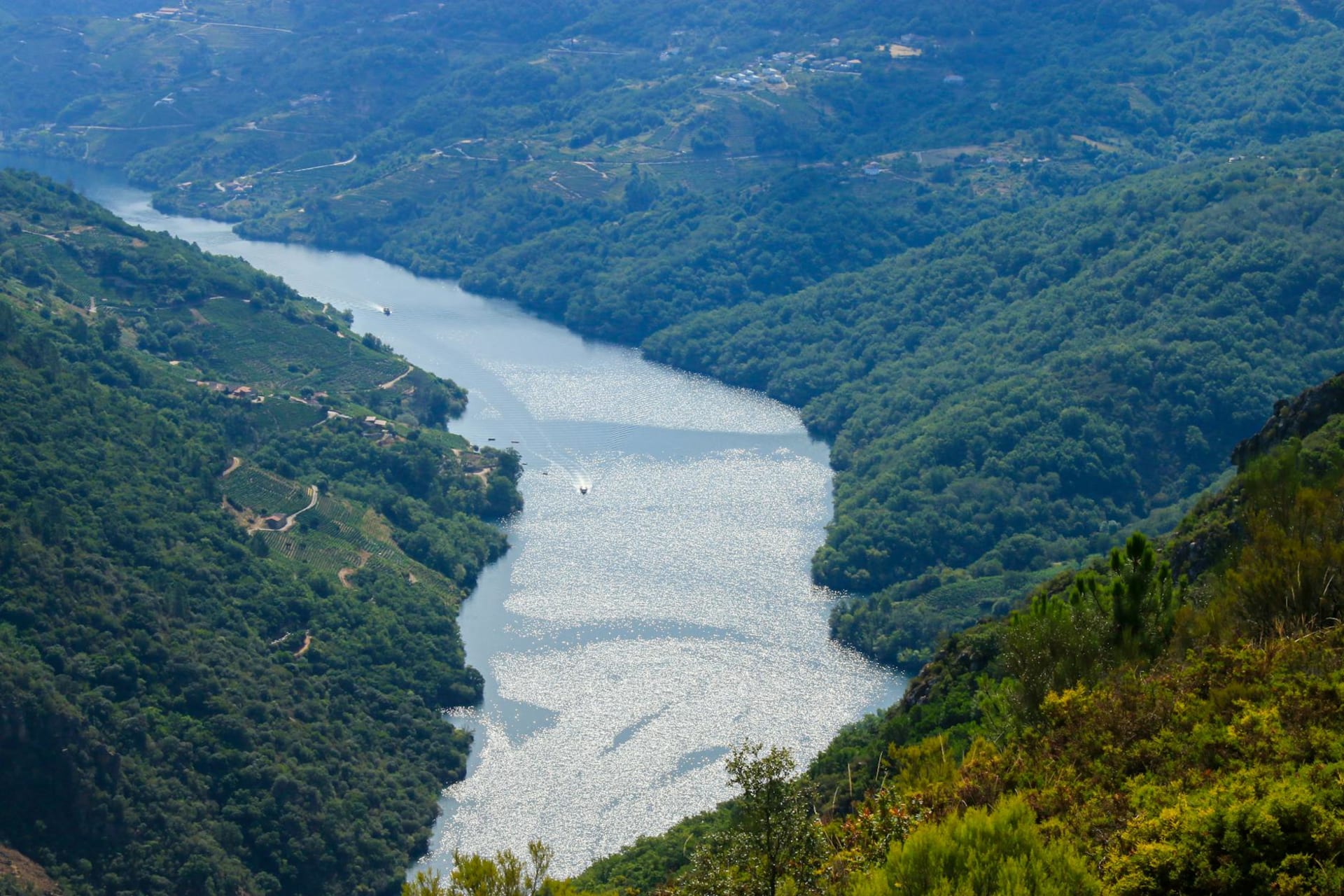 Steep slate terraces of Ribeira Sacra vineyards dropping dramatically toward the emerald-green Sil river gorge, with morning mist hanging between the canyon walls and rows of Mencía vines catching the first light.