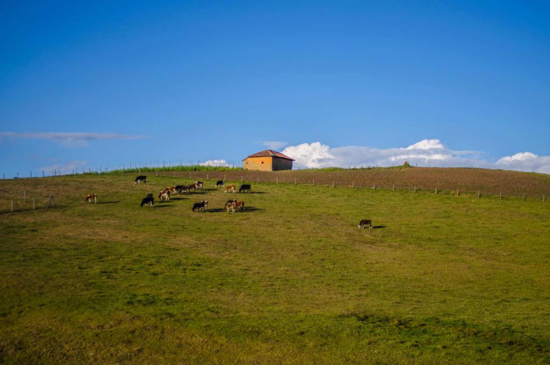 Des moutons paissant sur les prairies vertes en pente de Cingjing Farm, avec des montagnes couvertes de brume en arrière-plan