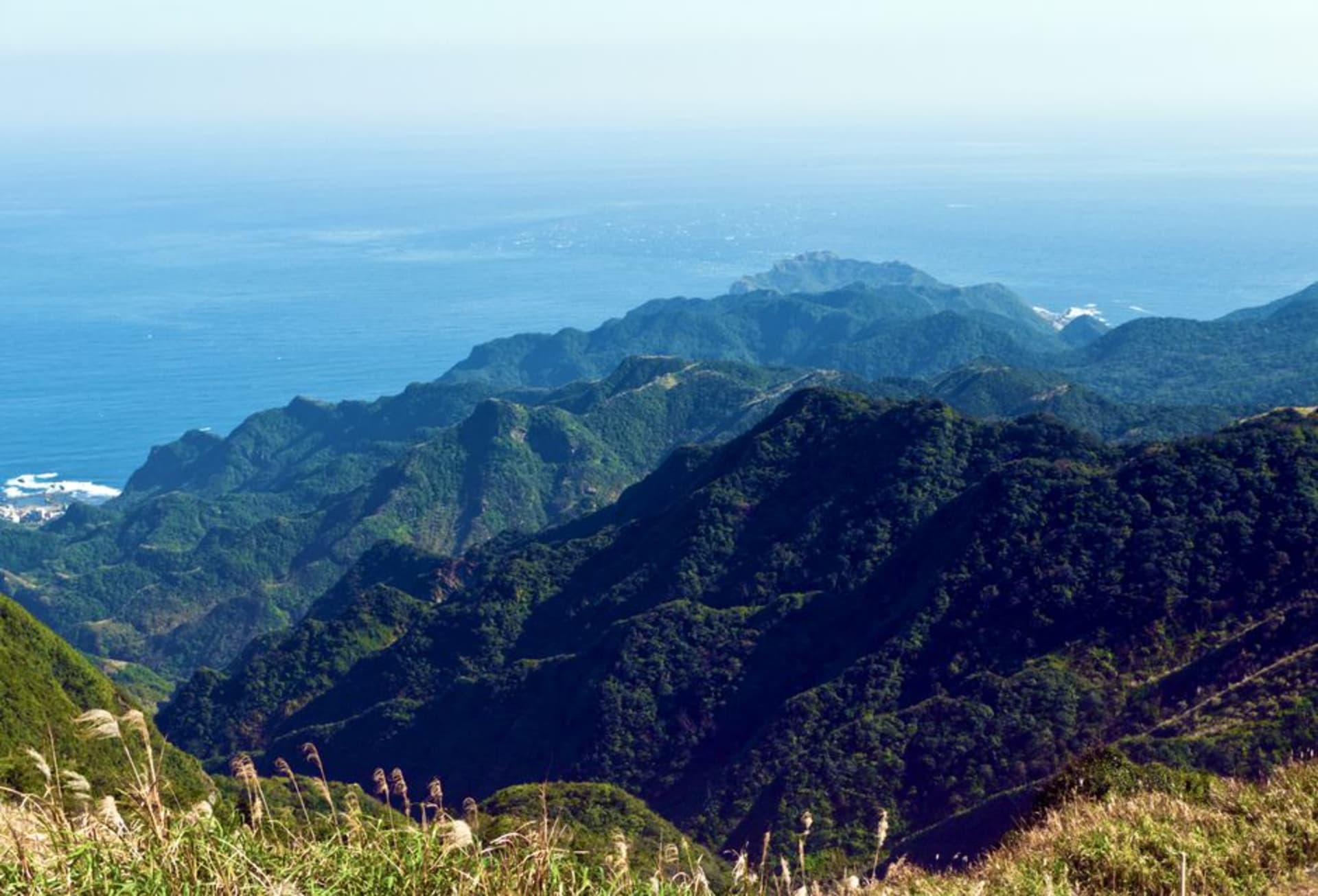 Densos bosquecillos de bambú bordeando un camino de ladera cerca del Municipio de Zhushan, en el condado de Nantou, Taiwán