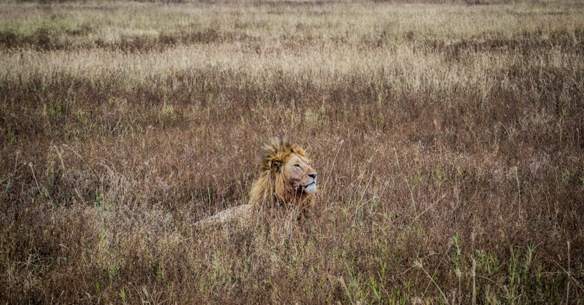 Mount Meru rising above Arusha town with coffee plantations in the foreground