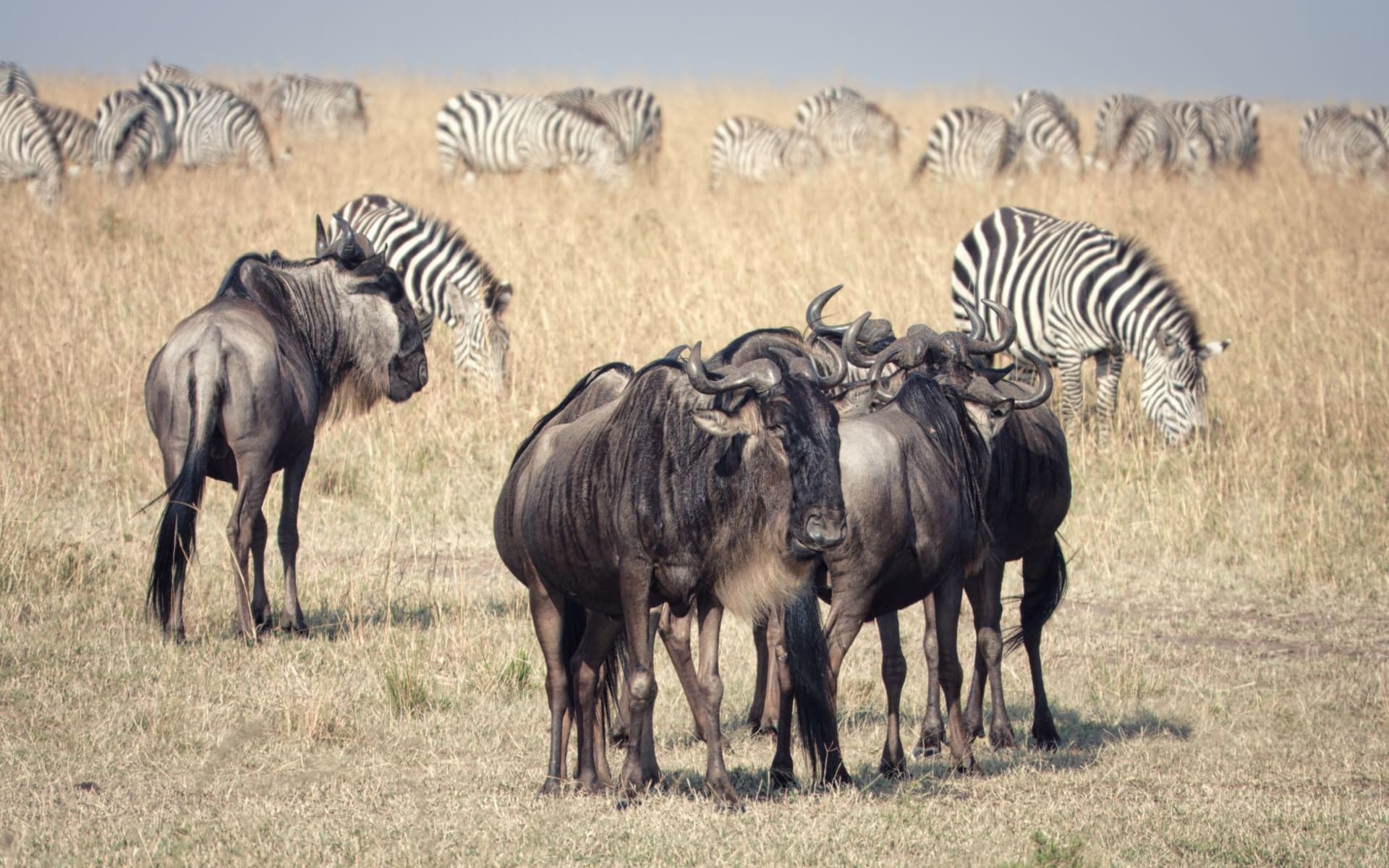 Thousands of wildebeest plunging into the churning brown waters of the Mara River at dawn, dust rising against a pale gold sky, crocodiles motionless near the far bank
