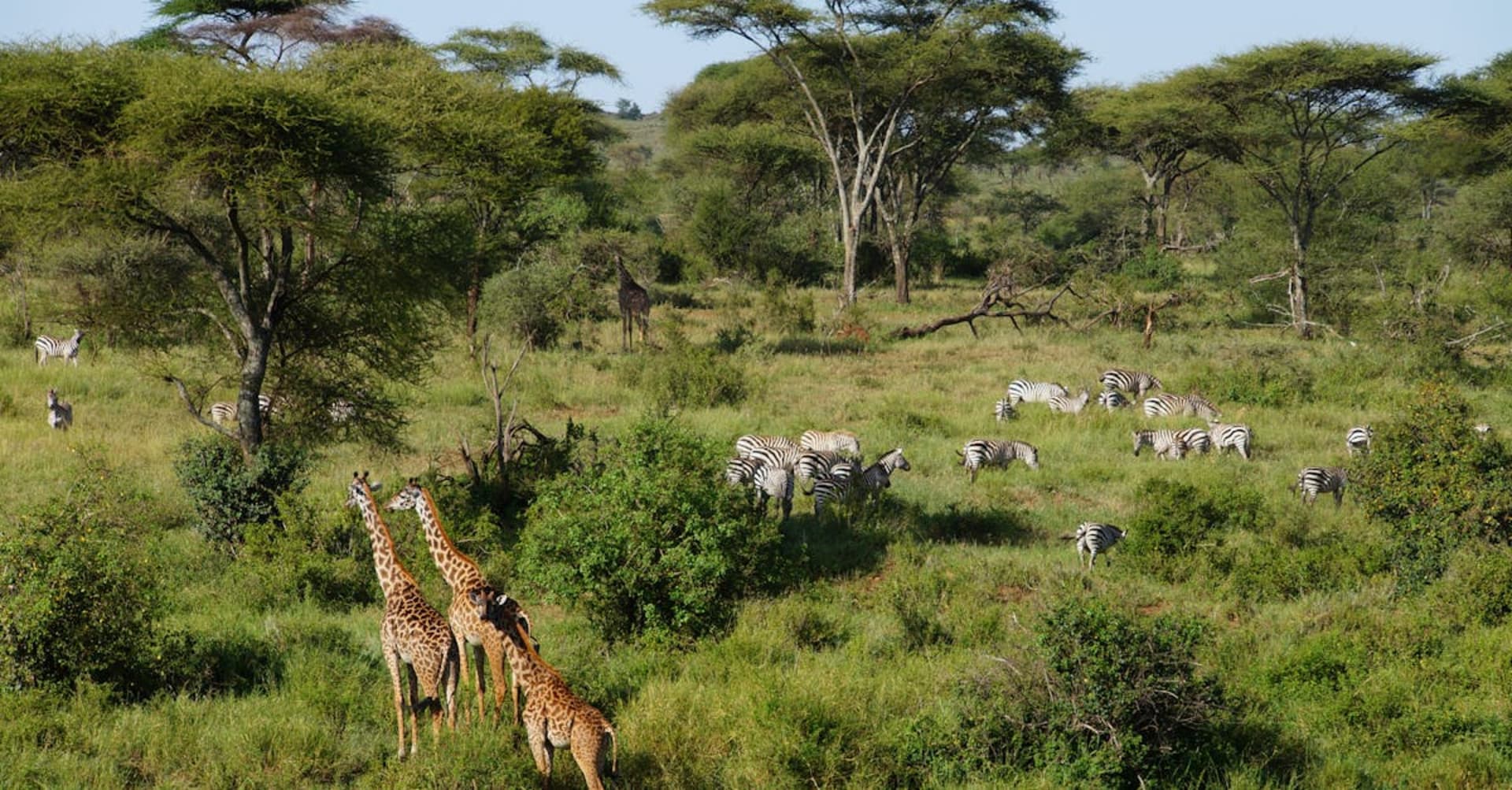Vast herd of wildebeest crossing the Serengeti plains with dramatic storm clouds above