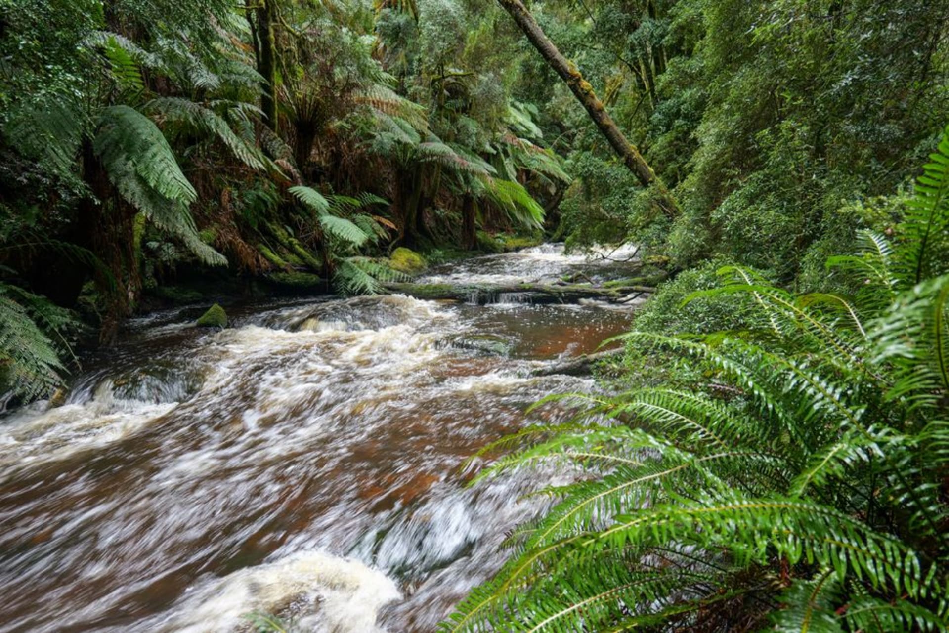 Dense temperate rainforest canopy in the takayna/Tarkine wilderness, Tasmania