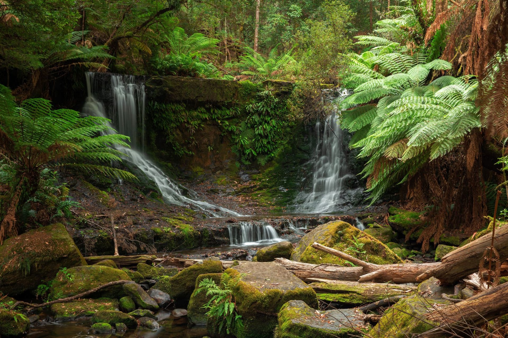 Russell Falls cascading in three tiers through a cathedral of ancient tree ferns and towering swamp gums, the water catching white light in the green dark of the rainforest