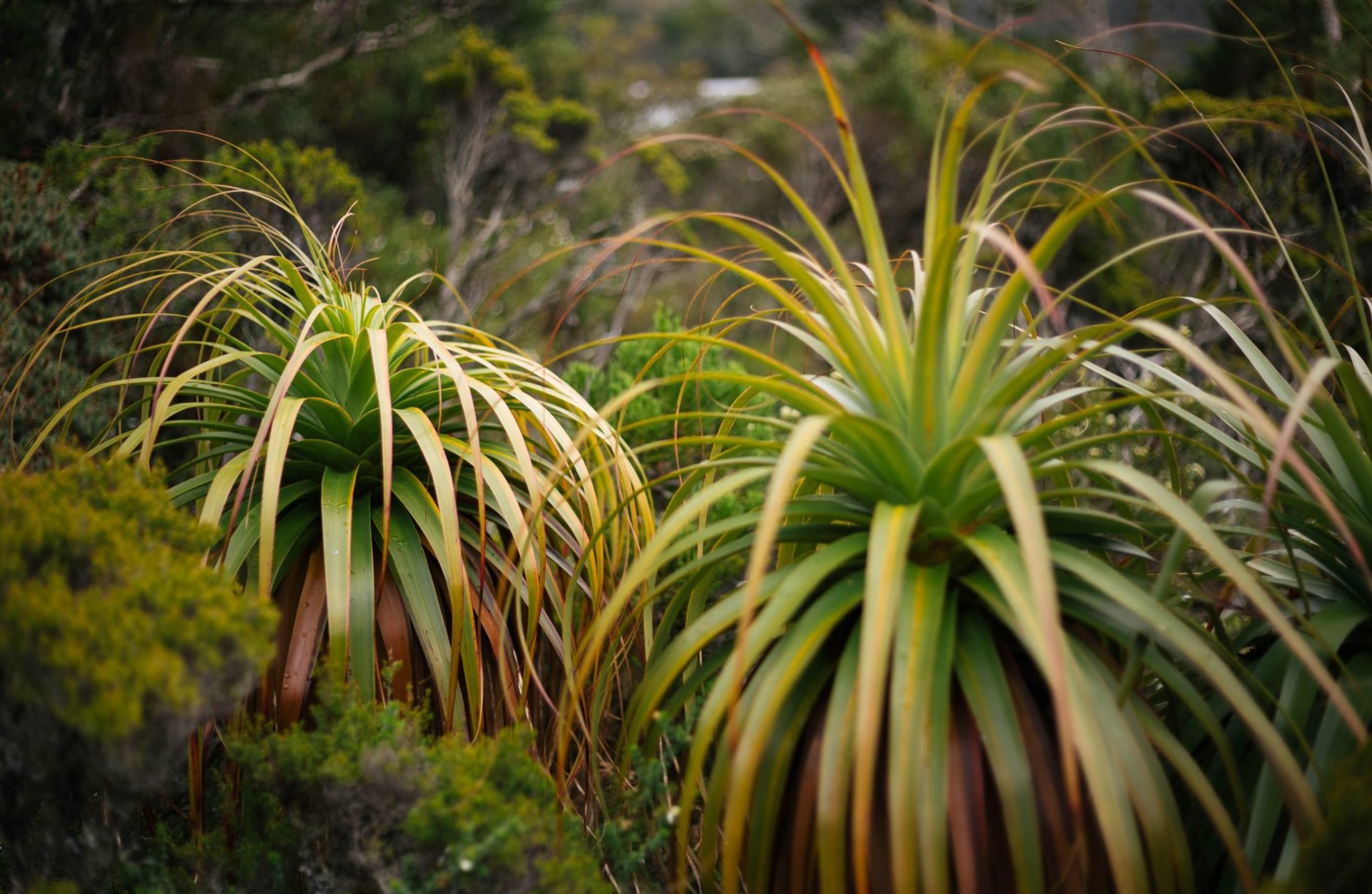Lush pandani plants thriving in the natural landscape of Cradle Mountain, Tasmania