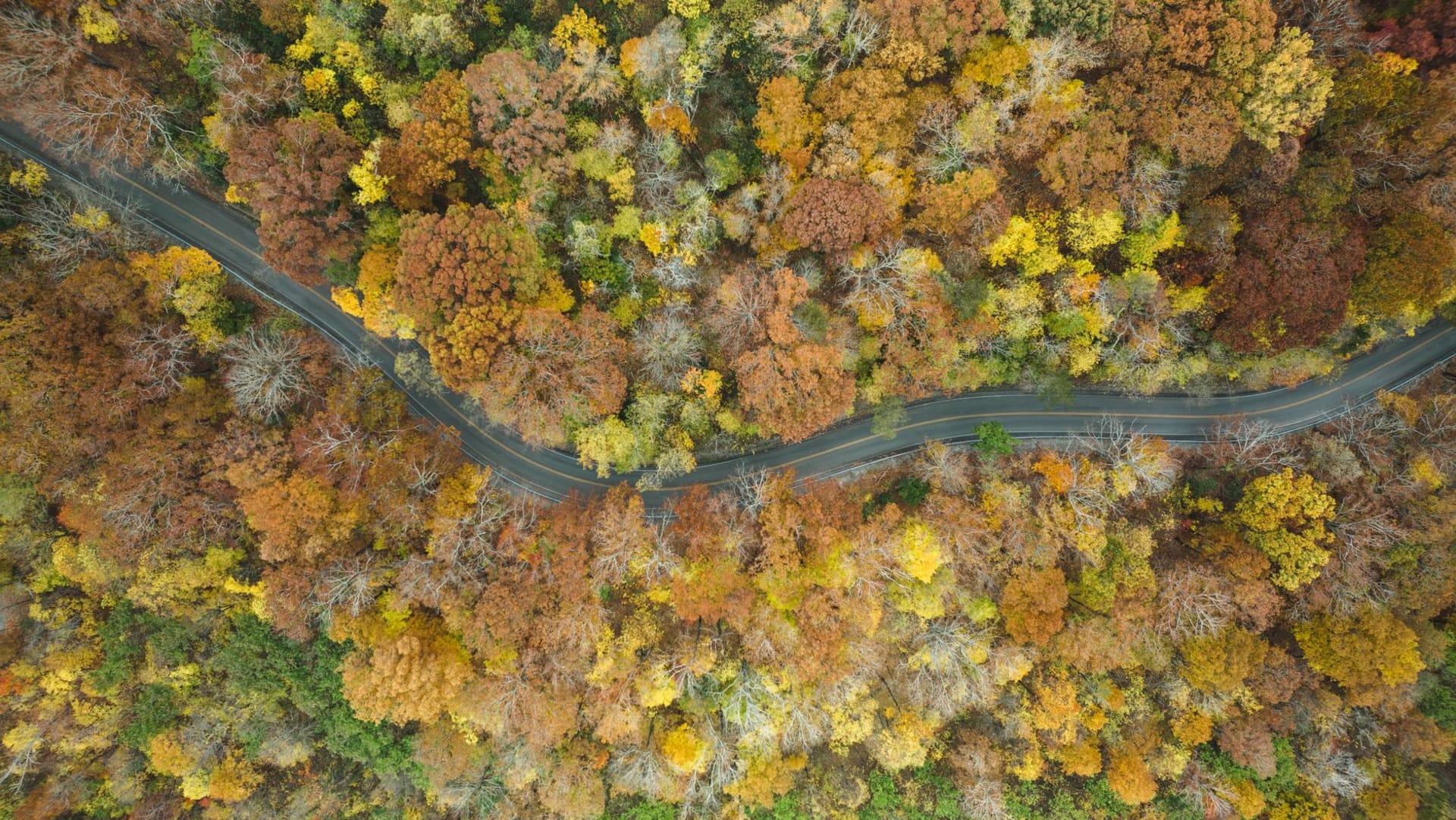The Natchez Trace Parkway road curving through old-growth forest in autumn with golden light filtering through the canopy and no other vehicles visible