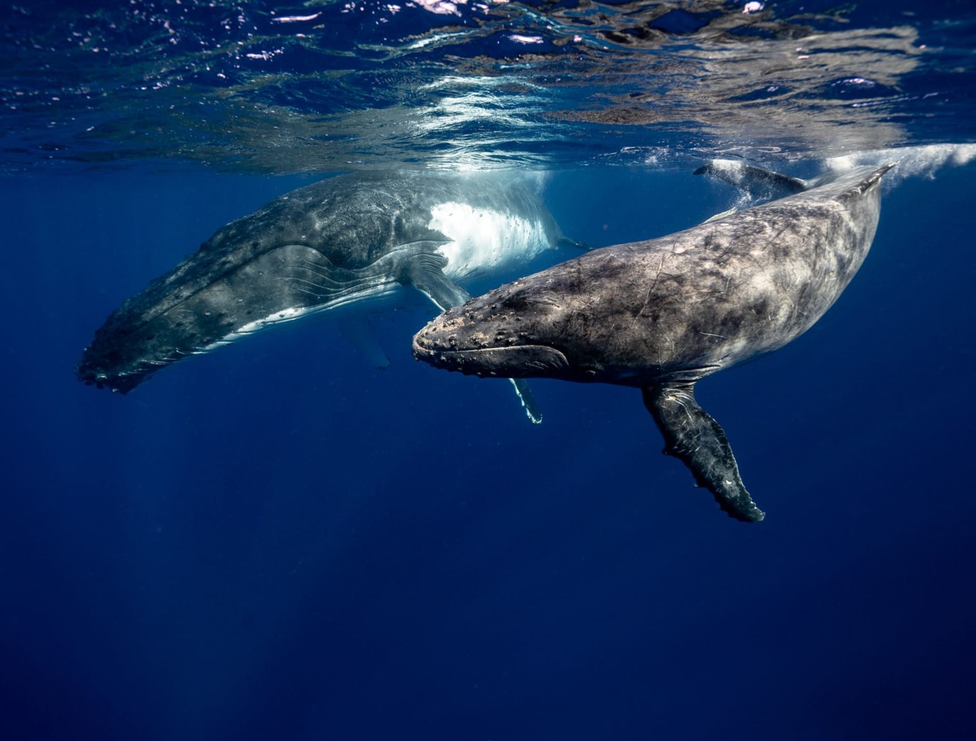 Two humpback whales swimming side by side through clear turquoise Pacific waters, photographed from above the surface