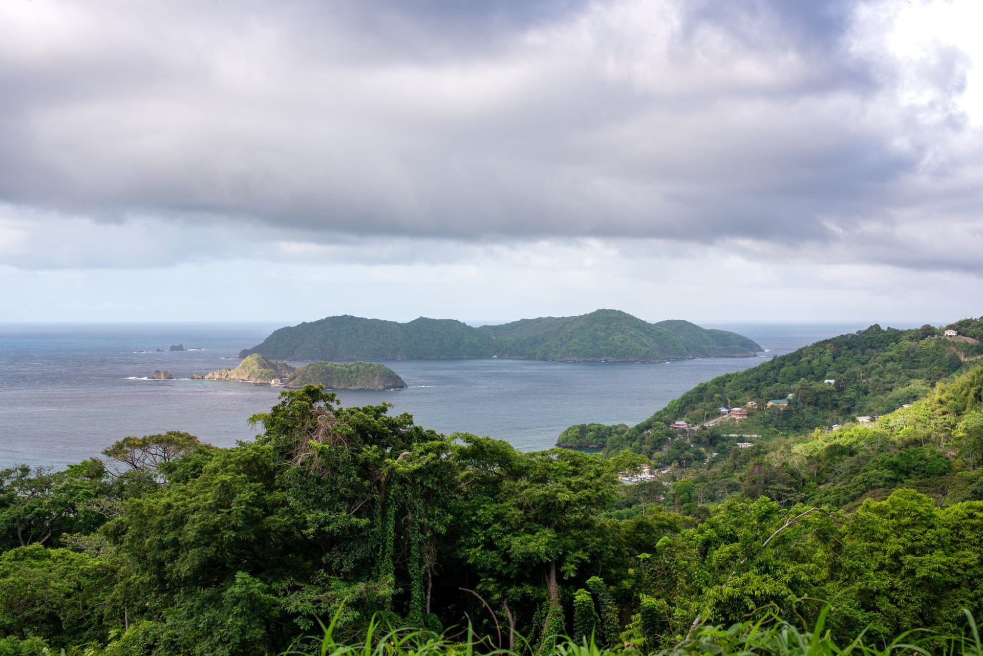 The dense rainforest canopy of Tobago's Main Ridge Forest Reserve viewed from a misty ridge trail, with ancient silk-cotton trees rising above a sea of green