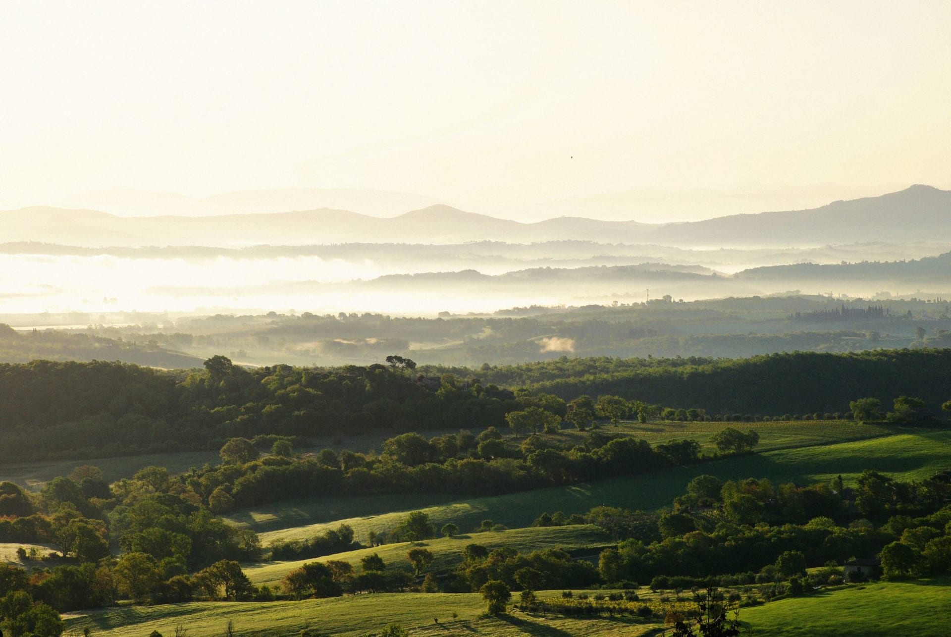 Maremma's Parco Naturale della Maremma coastline with umbrella pines running along a sandy beach and Mediterranean scrubland stretching to low hills