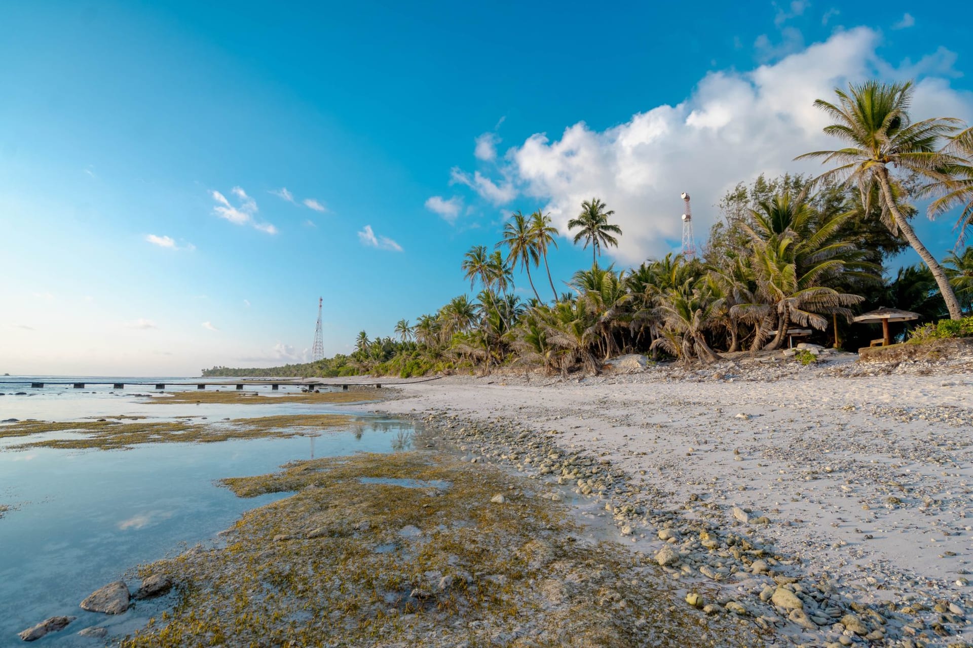 Village path lined with pandanus and breadfruit trees on Nanumea atoll, afternoon light filtering through the canopy