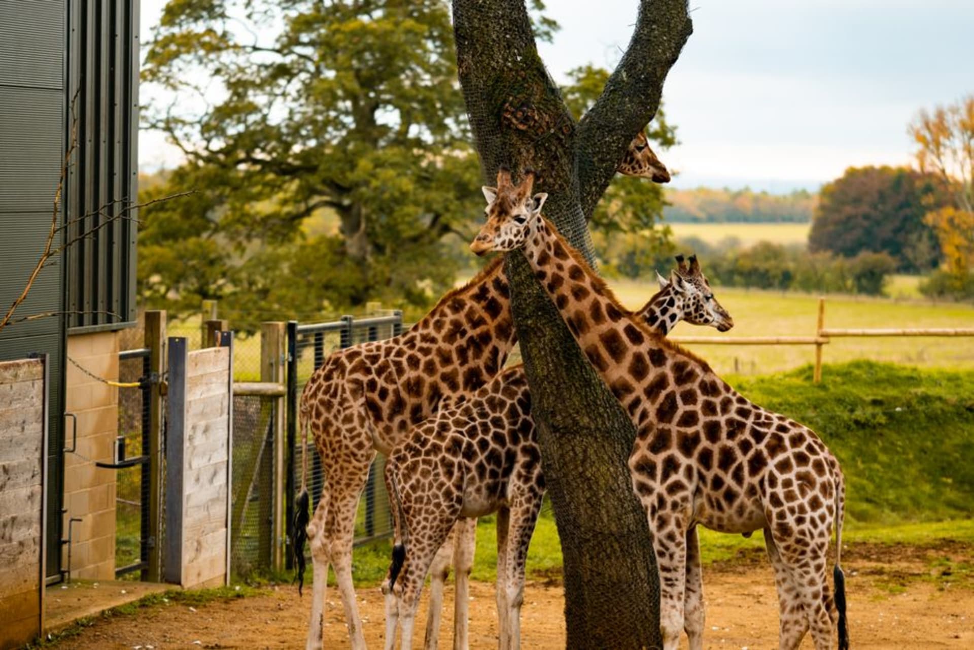 Des girafes paissant dans un enclos de type savane ouverte à Dubai Safari Park