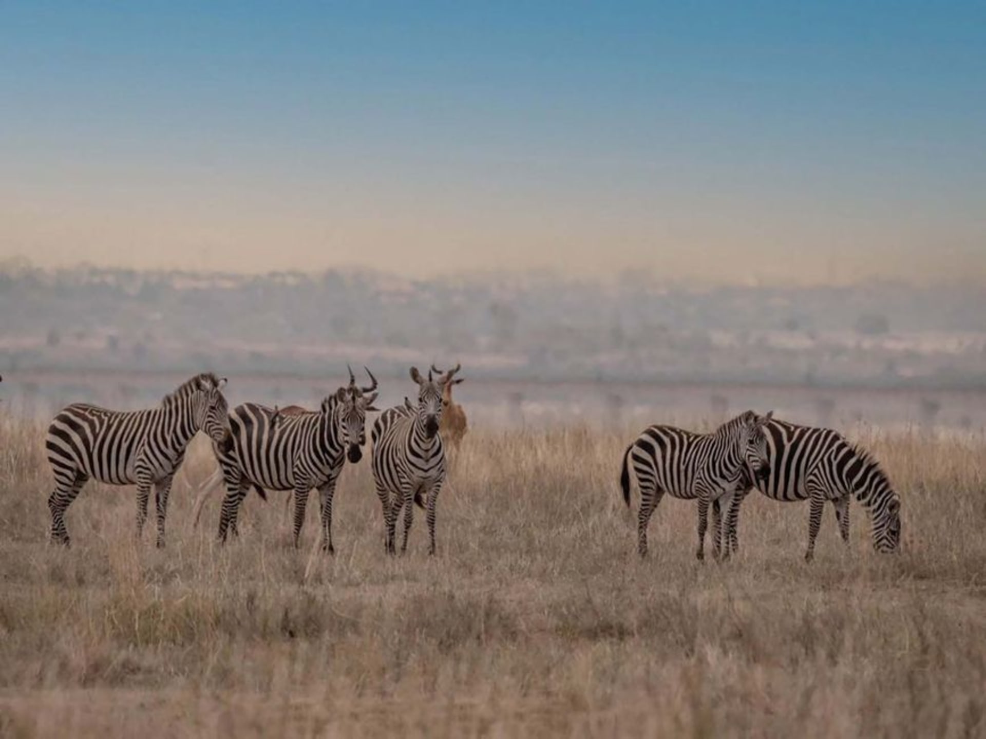 Zebra grazing on the open savannah of Lake Mburo National Park at sunset