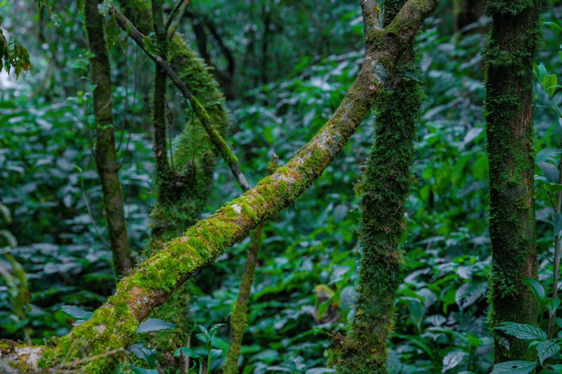 A silverback mountain gorilla sitting calm and enormous among wet green undergrowth in Bwindi's dense forest