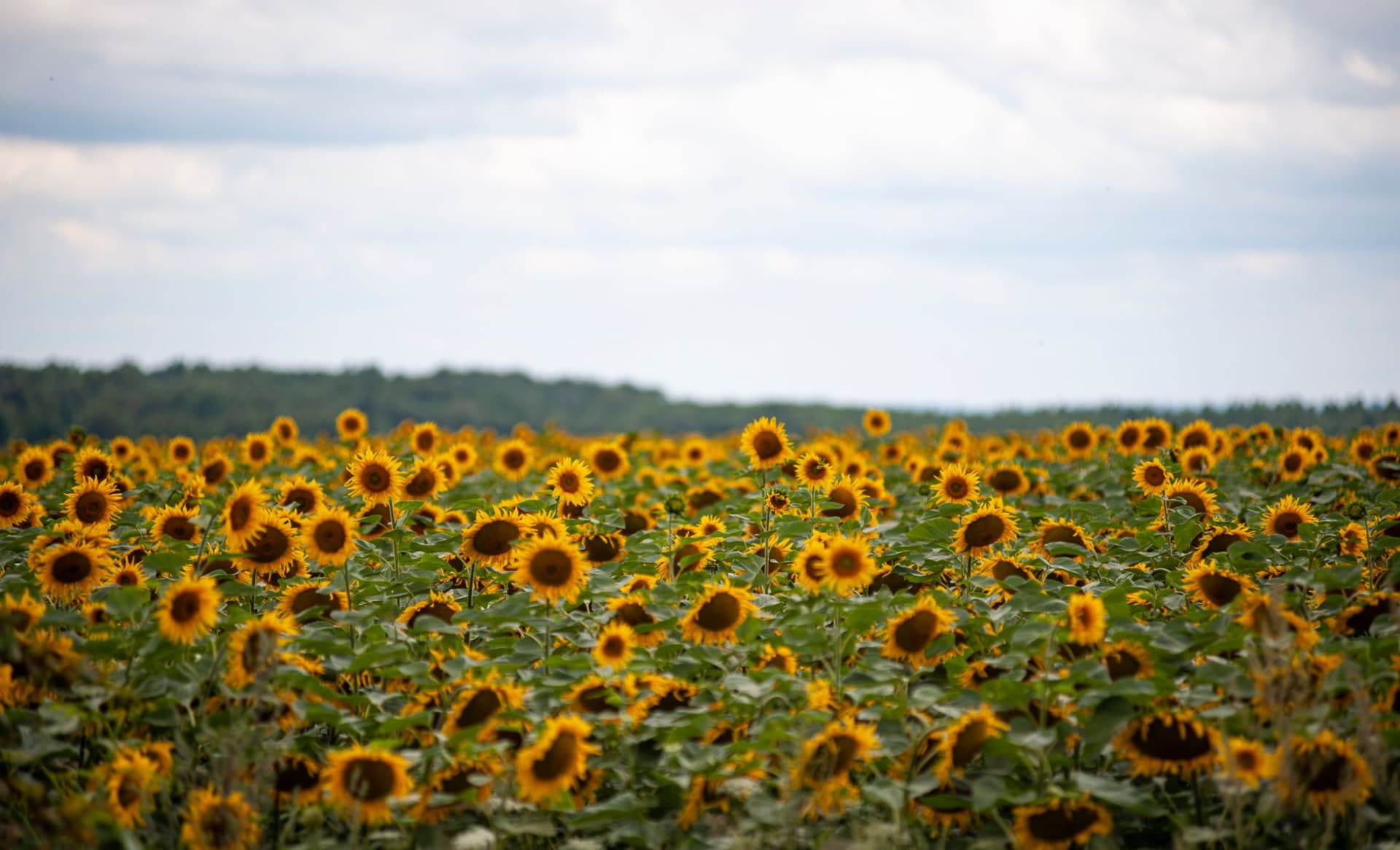 A vibrant sunflower field in full bloom near Lviv, Ukraine, stretching under a moody overcast sky