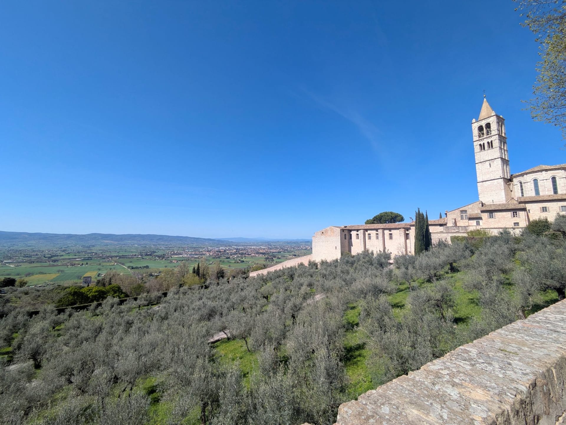 Panoramic view of Assisi's cathedral rising above terraced olive groves under a clear blue sky