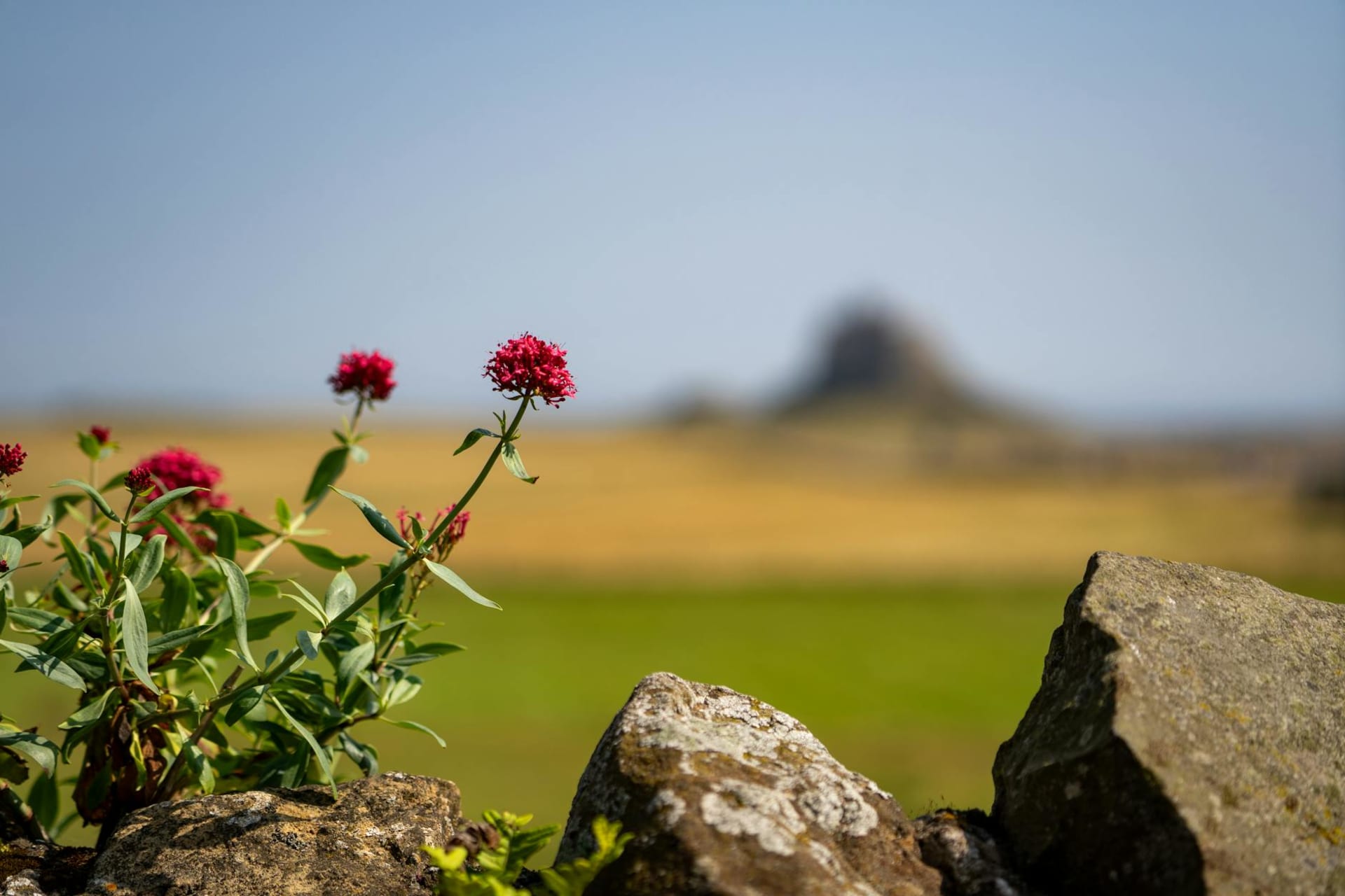 The ruins of Lindisfarne Priory rising against a grey Northumberland sky, warm sandstone arches standing over cropped grass, with the North Sea visible behind the low stone walls.