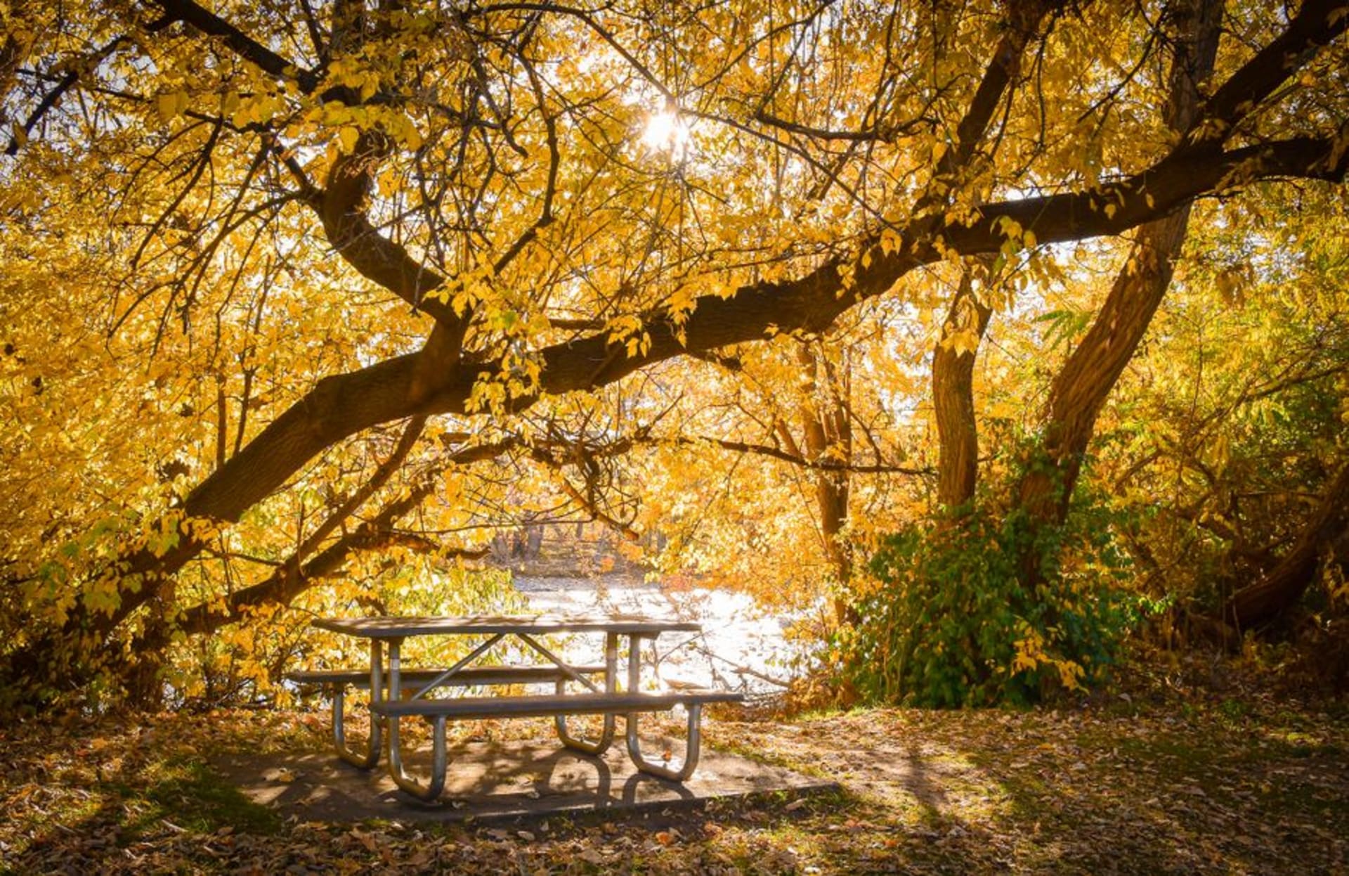 The Boise River Greenbelt winding beneath cottonwoods with the foothills beyond