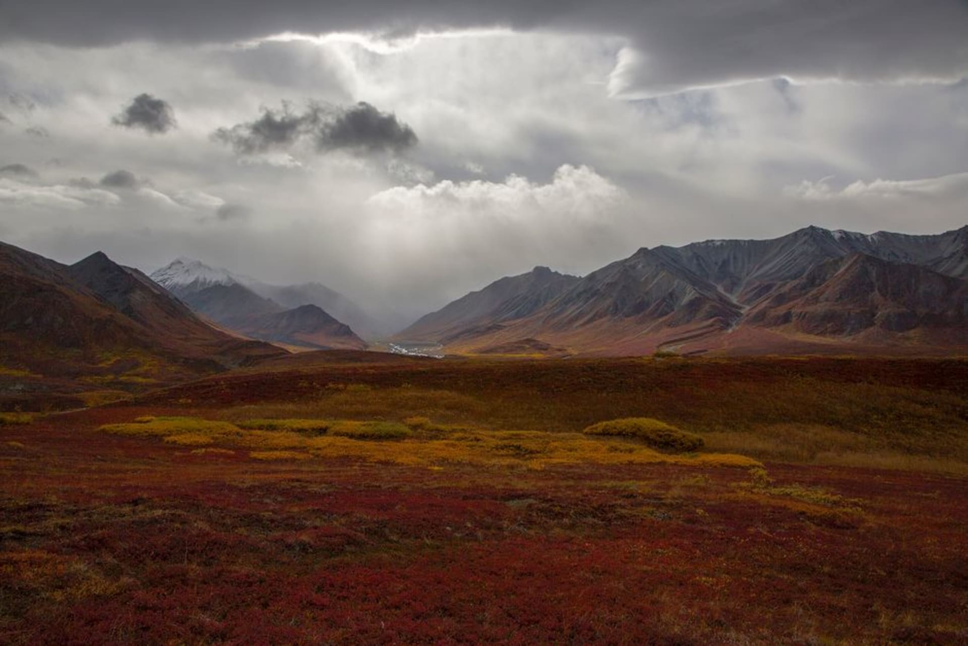 The snow-covered summit of Denali rising above golden autumn tundra in Alaska