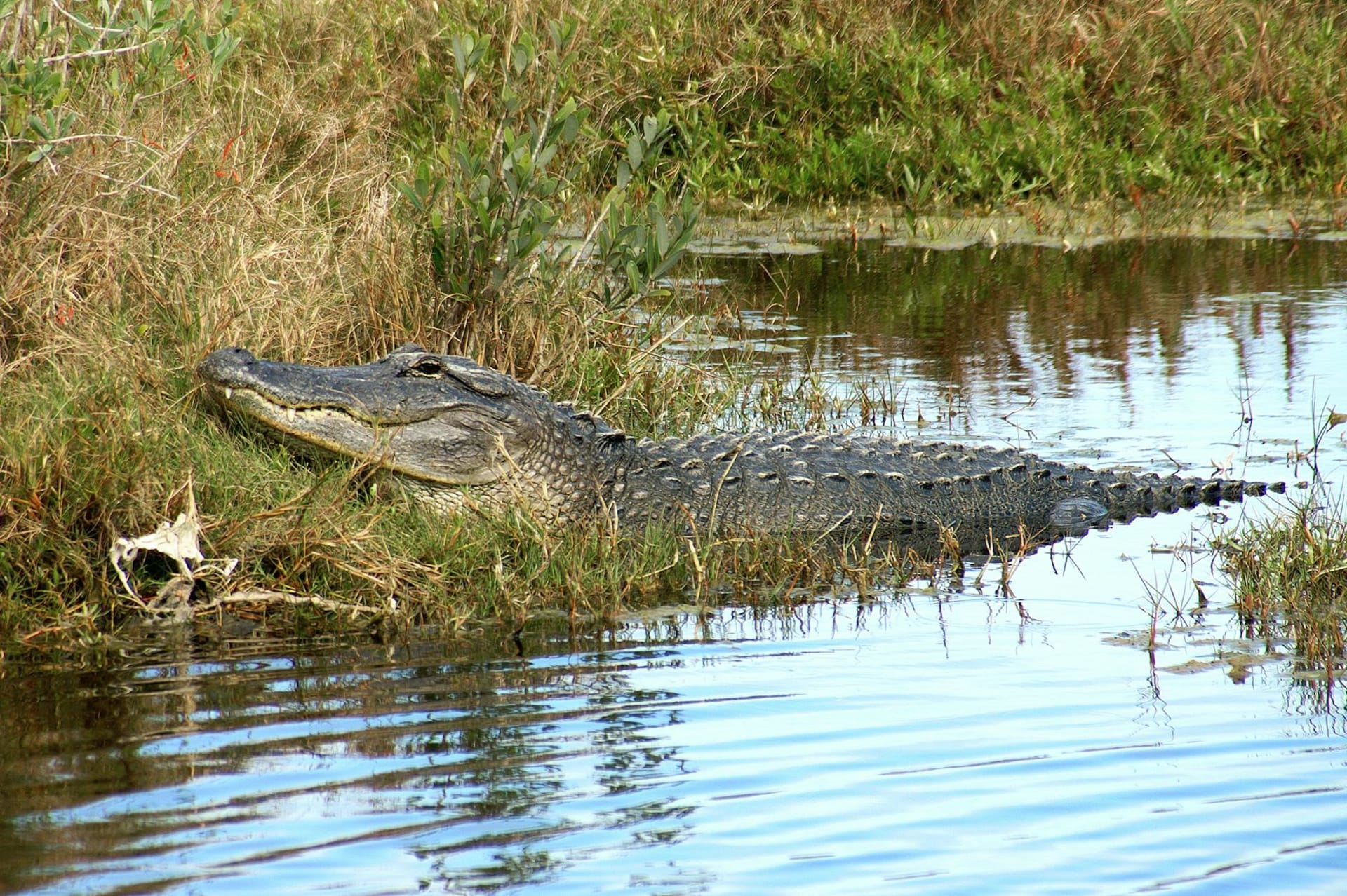 A wide sawgrass prairie stretching to the horizon under a vast Florida sky, with a lone great blue heron standing at the water's edge in golden late-afternoon light