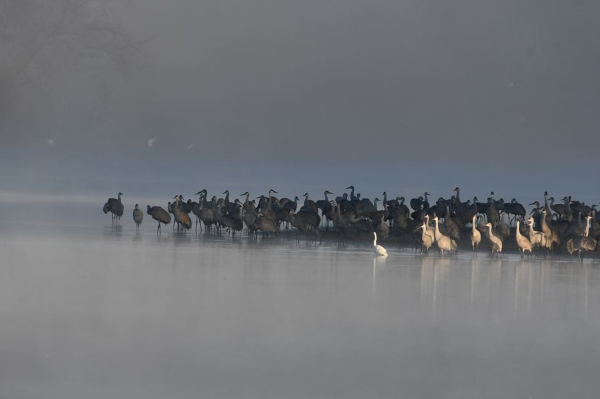Sandhill cranes lifting off the Platte River at dawn near Grand Island, Nebraska