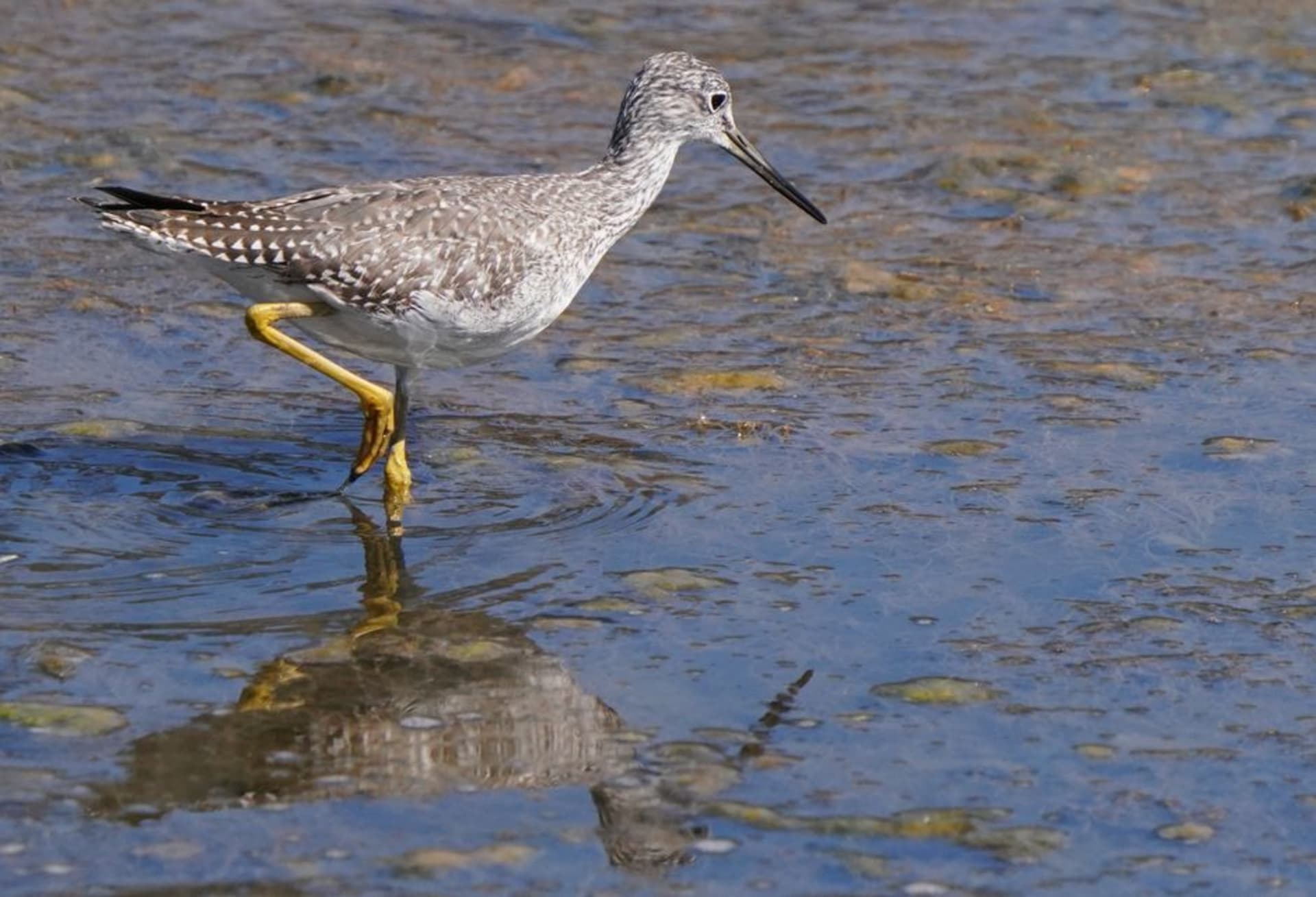 Wading birds in the shallow wetlands of Cheyenne Bottoms near Great Bend, Kansas, at sunrise