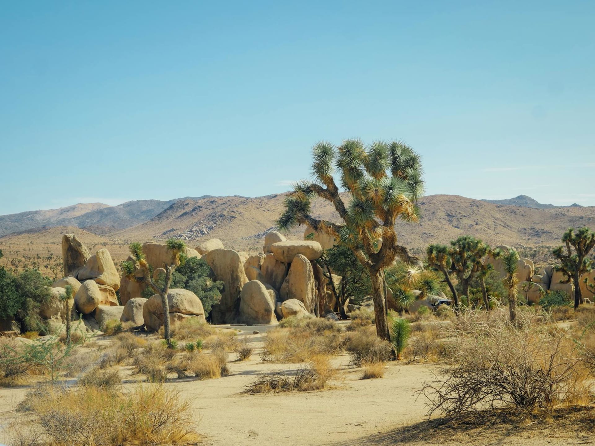 Silhouetted Joshua trees with twisted arms raised against a deep blue twilight sky, rounded granite boulders stacked in the background at Joshua Tree National Park.