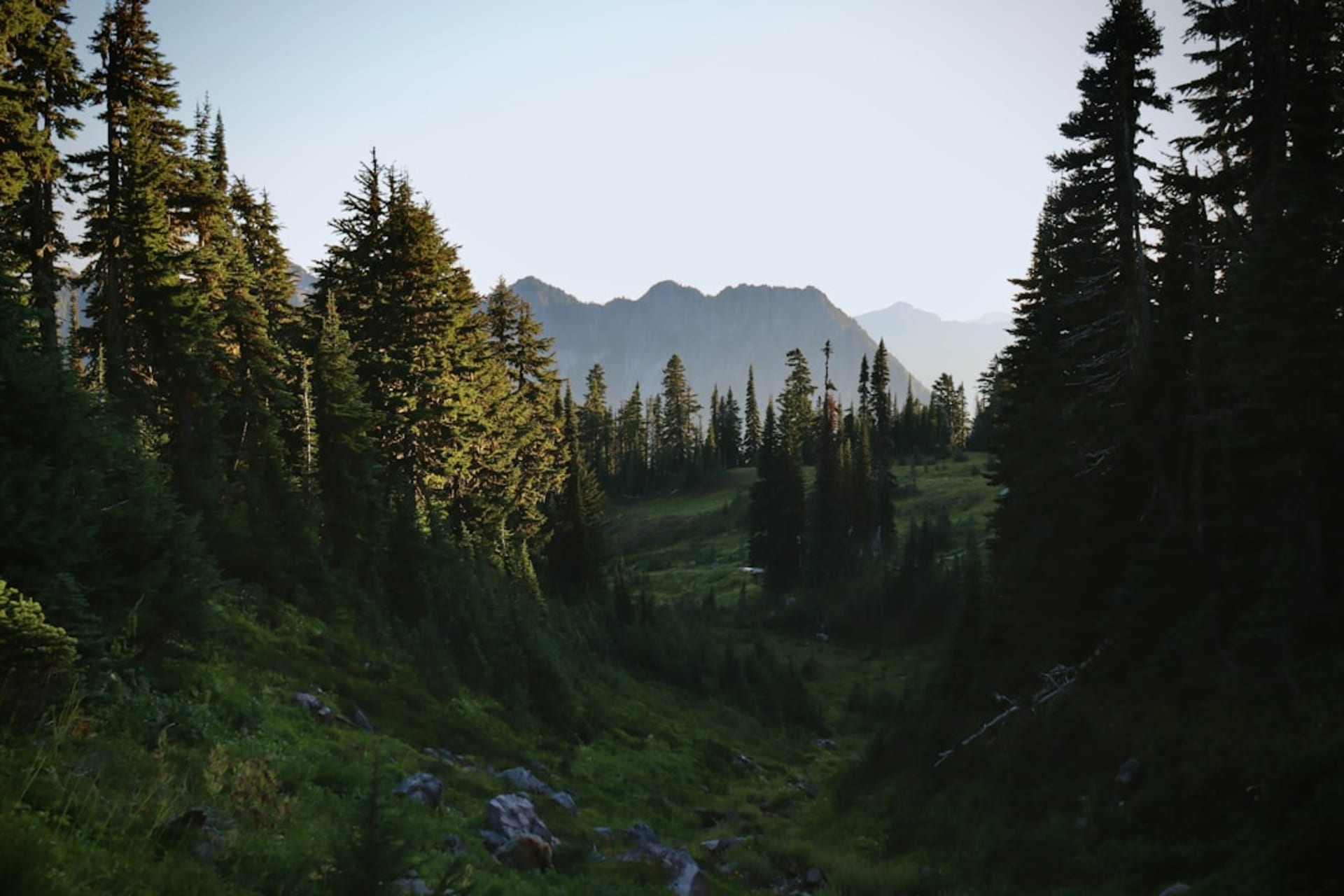 Snow-capped Mount Rainier rising above wildflower meadows at Paradise