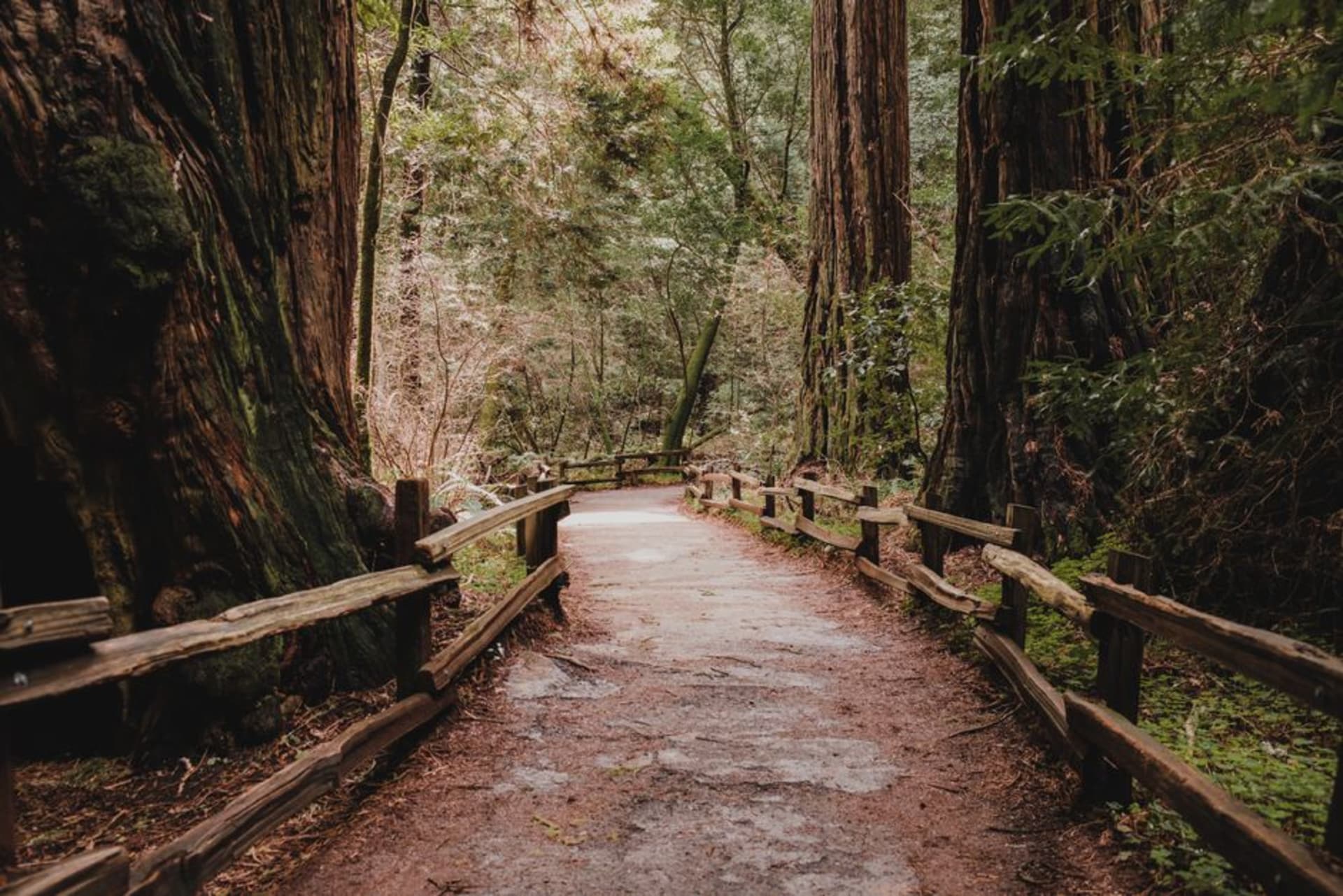 Sunlight filtering through the towering trunks of old-growth coast redwoods onto a wooden boardwalk in Muir Woods