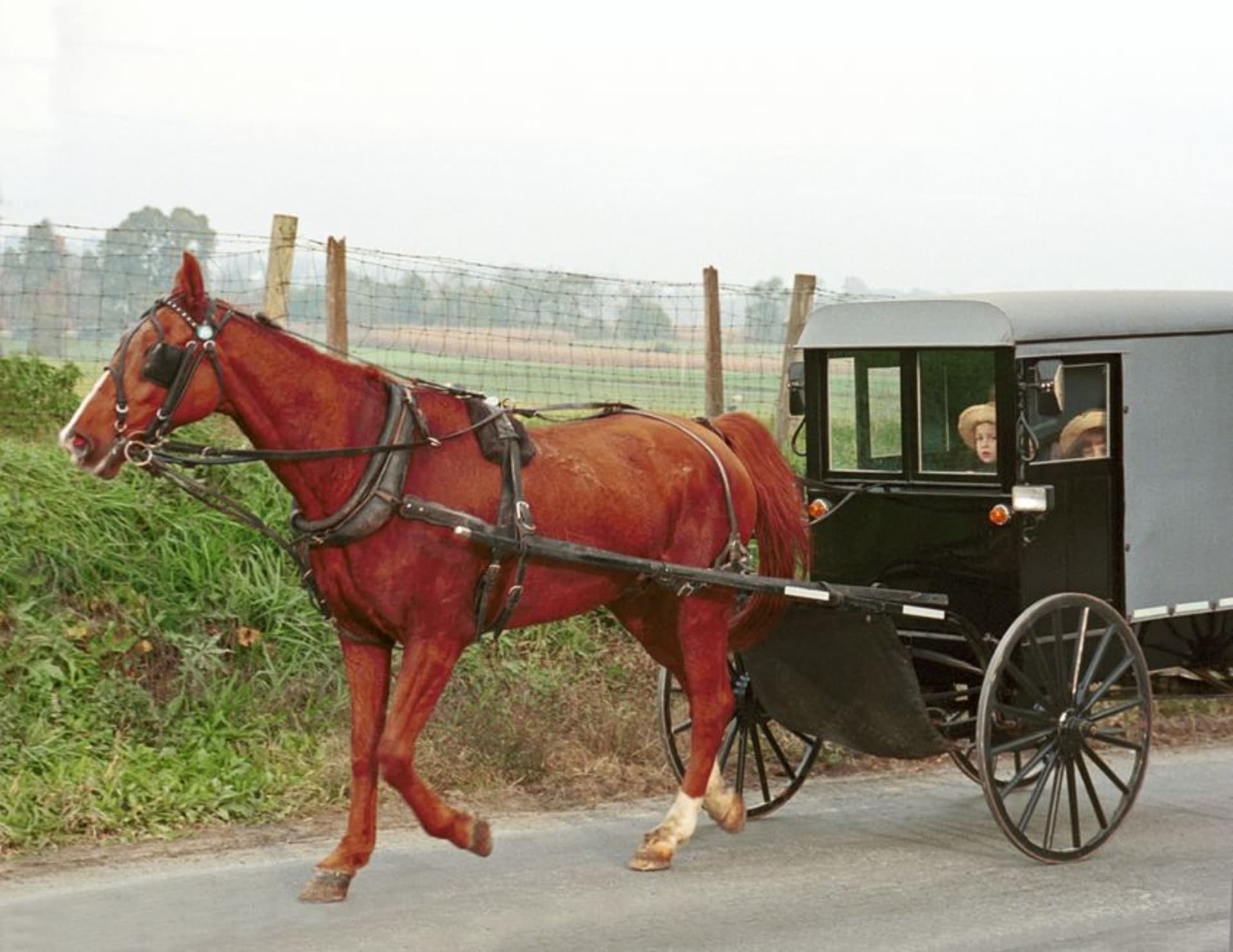 An Amish horse-drawn buggy passing farmland outside Nappanee, Indiana