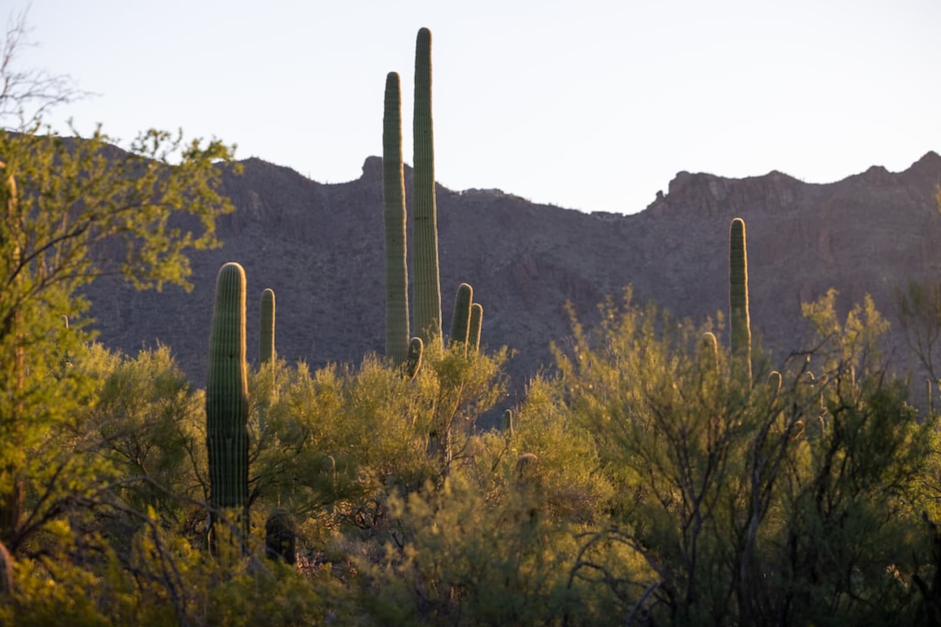Dense stand of towering saguaro cacti on a desert slope at sunset, the Tucson Mountains silhouetted behind