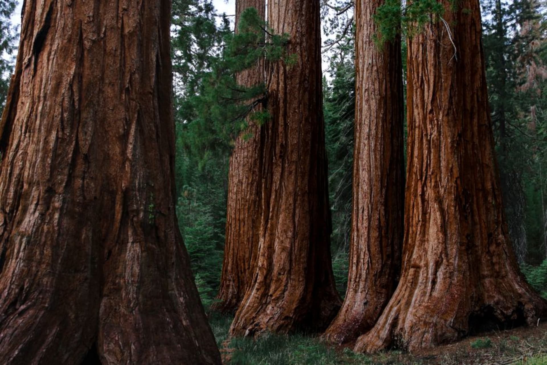 Enormous giant sequoia trunks rising through a sunlit forest in Sequoia National Park