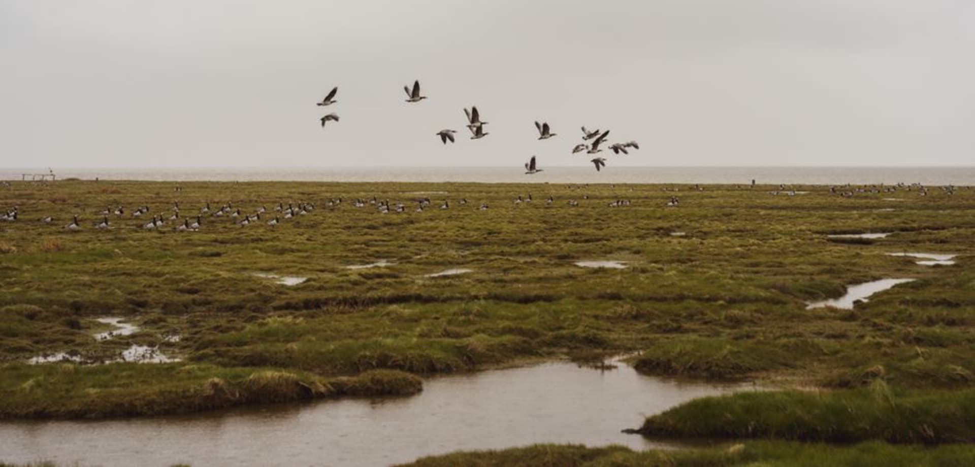 Snow geese taking flight over the marshes near Bombay Hook, close to Smyrna, Delaware