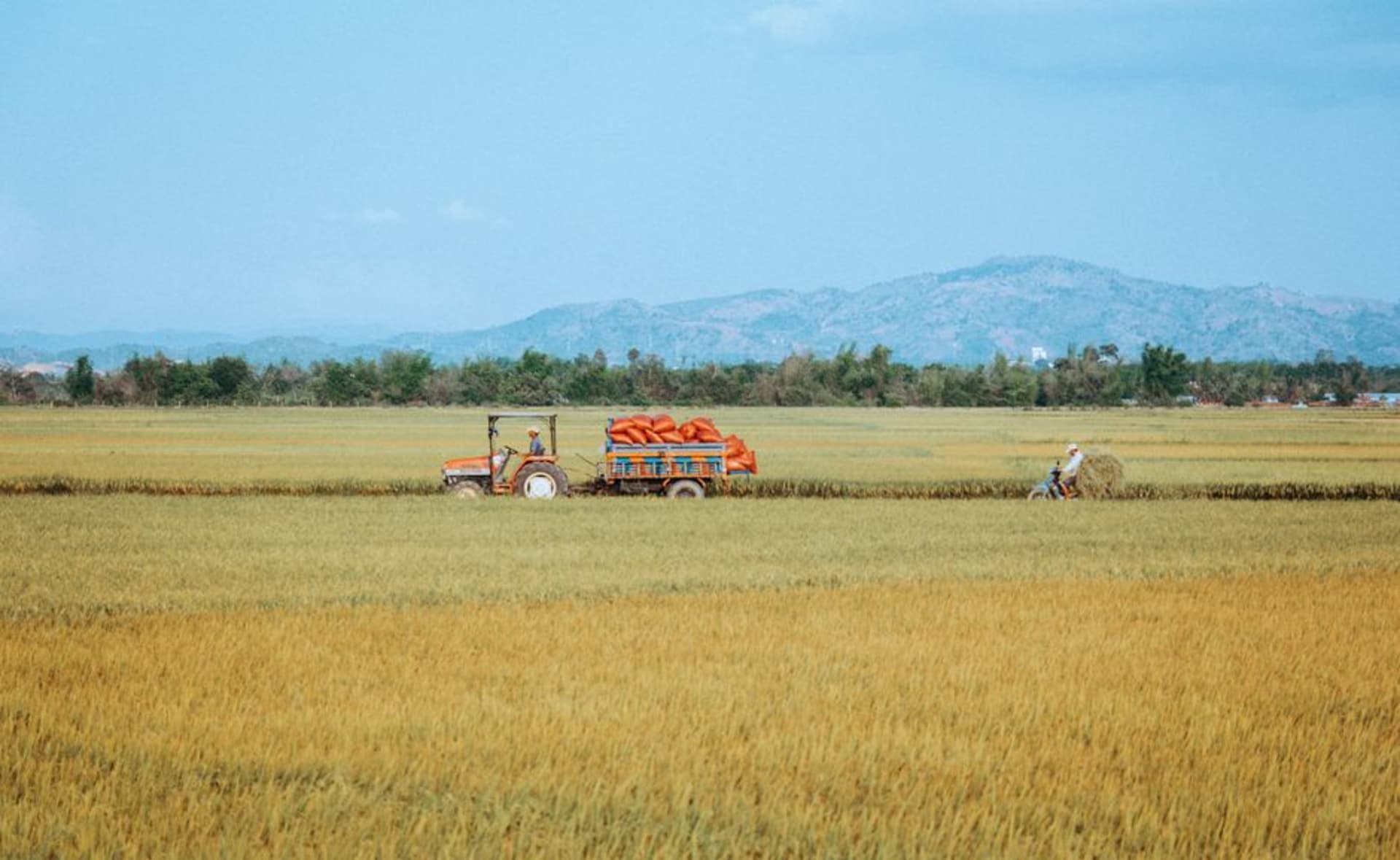 Golden rice fields stretching across the flat Grand Prairie near Stuttgart, Arkansas at harvest time