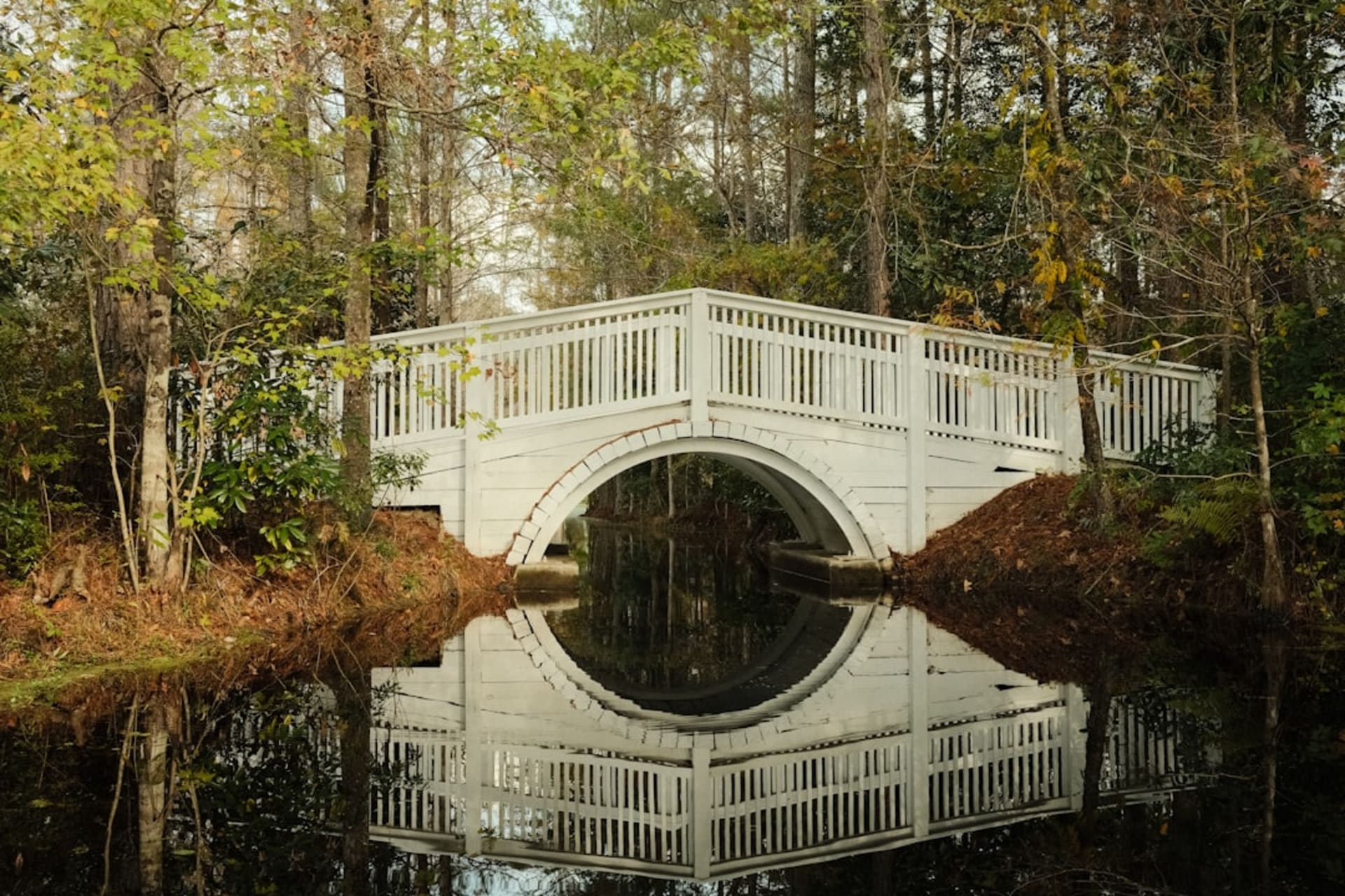Swans gliding across the water at Swan Lake Iris Gardens in Sumter, South Carolina