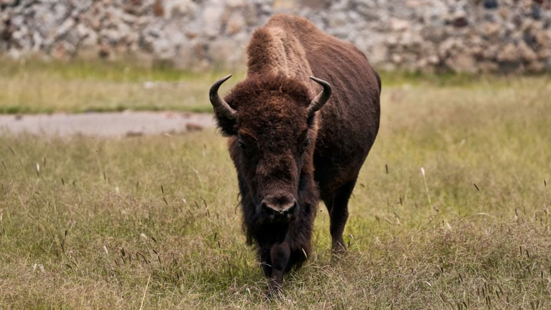 Rolling mixed-grass prairie of Wind Cave National Park in South Dakota with pine-covered hills and a herd of bison in the distance