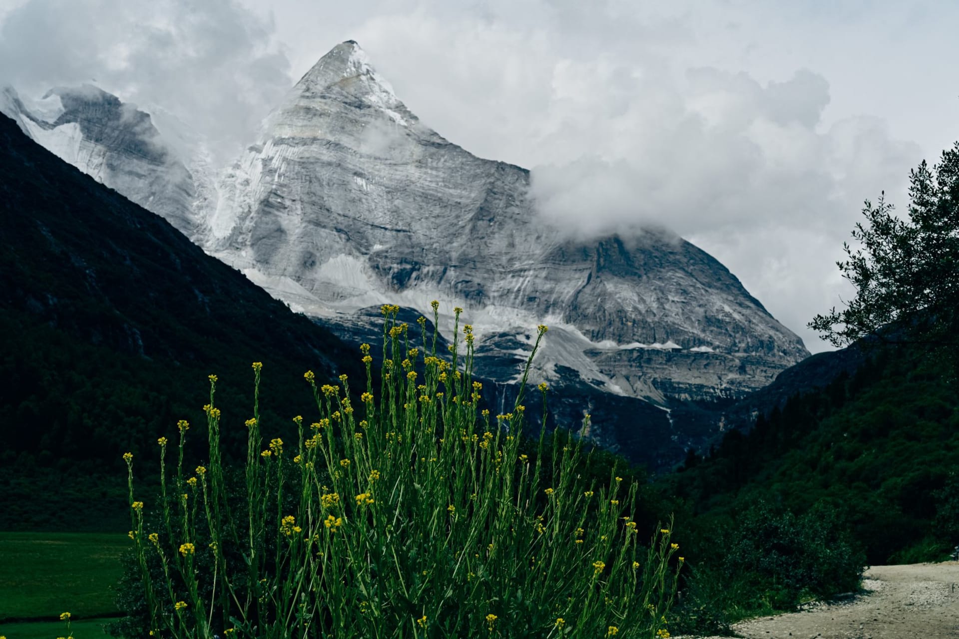 The Valley of Flowers in peak bloom, a wide glacial basin dense with blue, yellow, and purple wildflowers, snow peaks rising behind