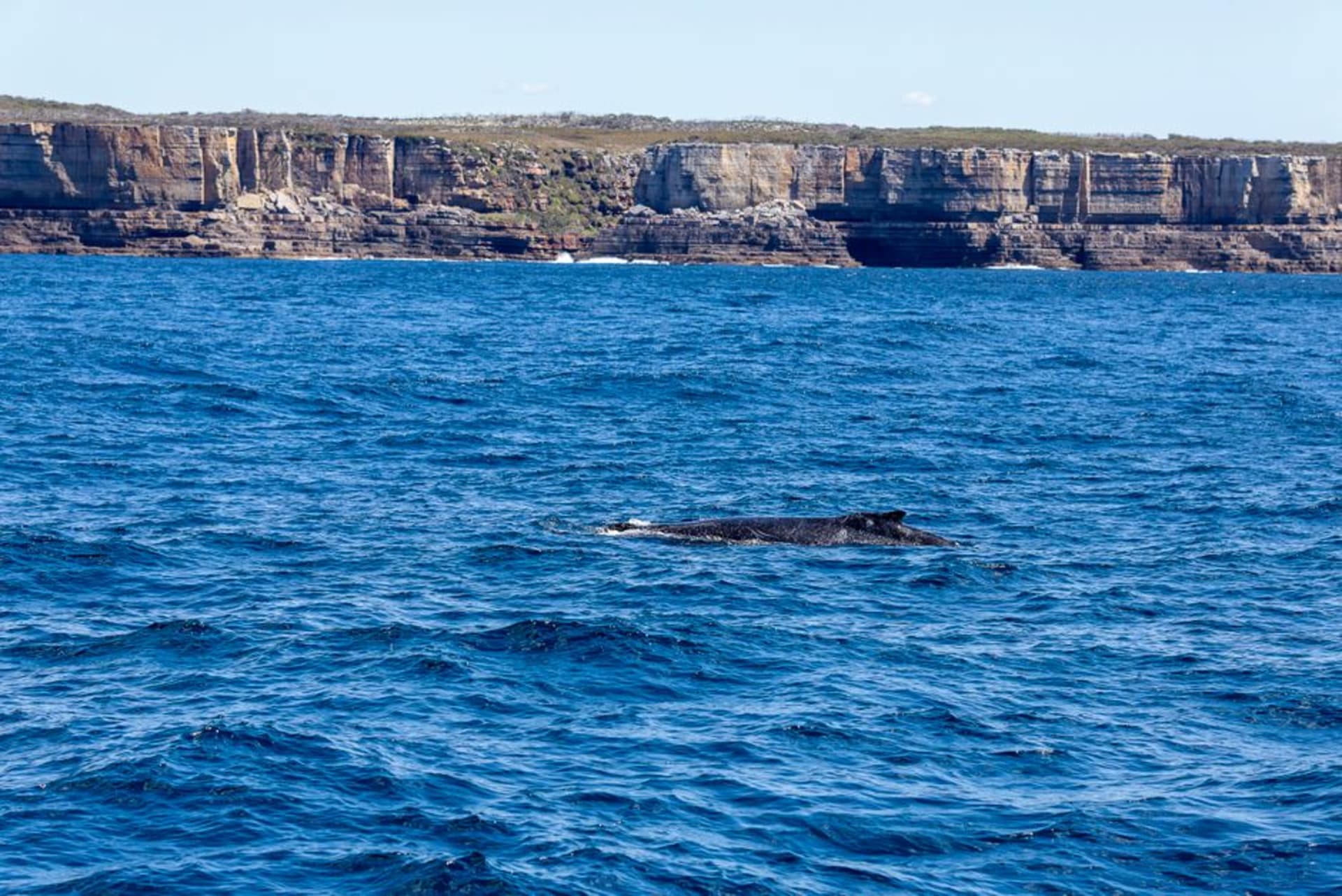 Una ballena franca austral y su cría visibles entre las olas frente a la costa en Logans Beach, Warrnambool