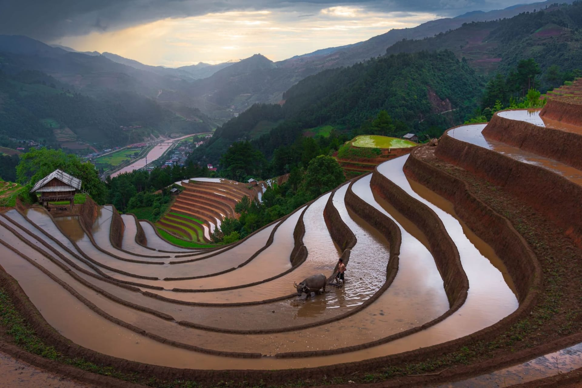 Sweeping golden rice terraces cascading down steep mountain slopes at harvest season in Mu Cang Chai, with Hmong farmers visible on the narrow dike paths between flooded paddies under a hazy morning sky.