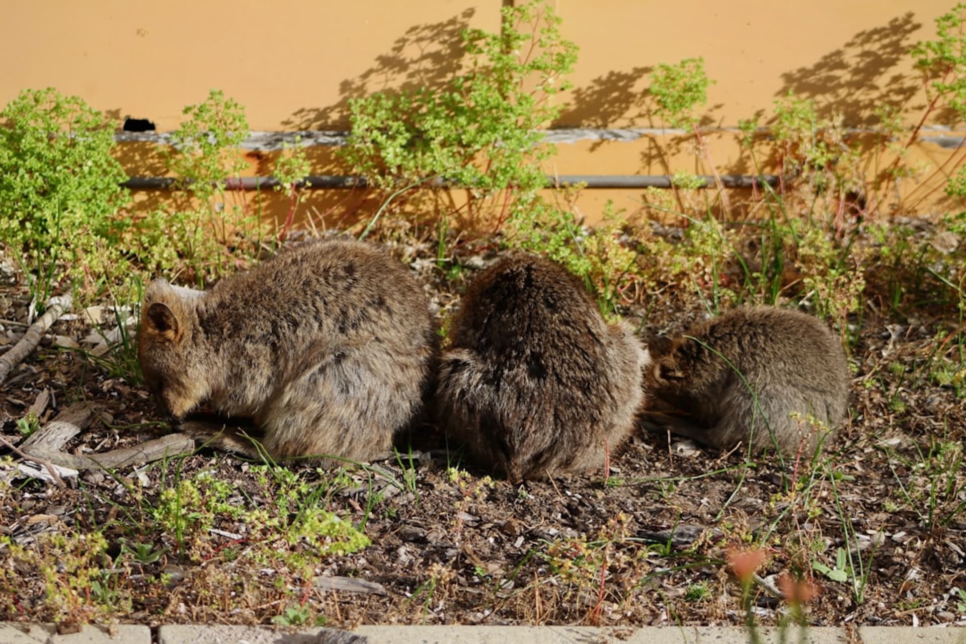 A quokka close-up with a turquoise bay and limestone shore blurred behind it, the animal's face caught mid-grin