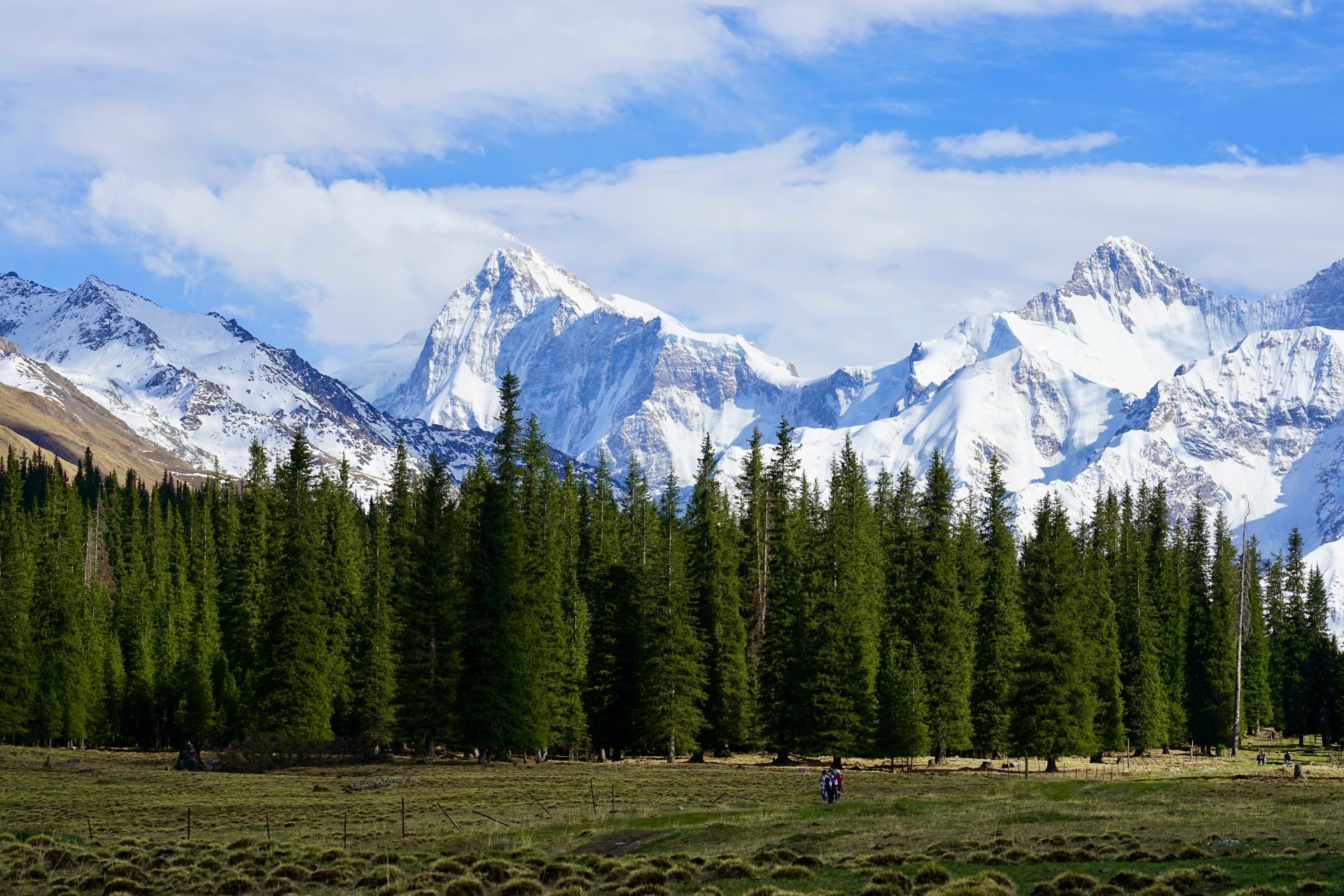 Sunlit mountain ridges with dense forest and open meadows in Zhaosu County, Ili, Xinjiang