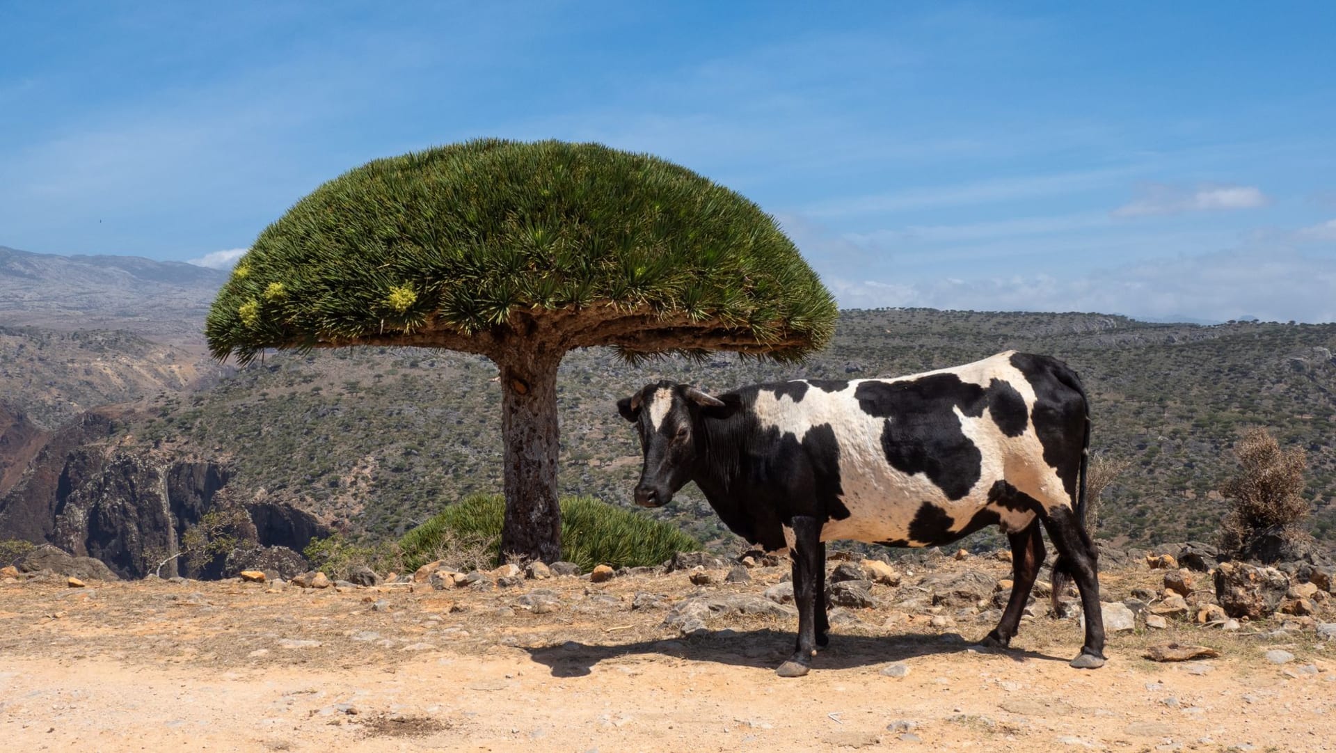 A cow standing beside a Socotra dragon's blood tree in an arid, rocky landscape, Socotra Island, Yemen