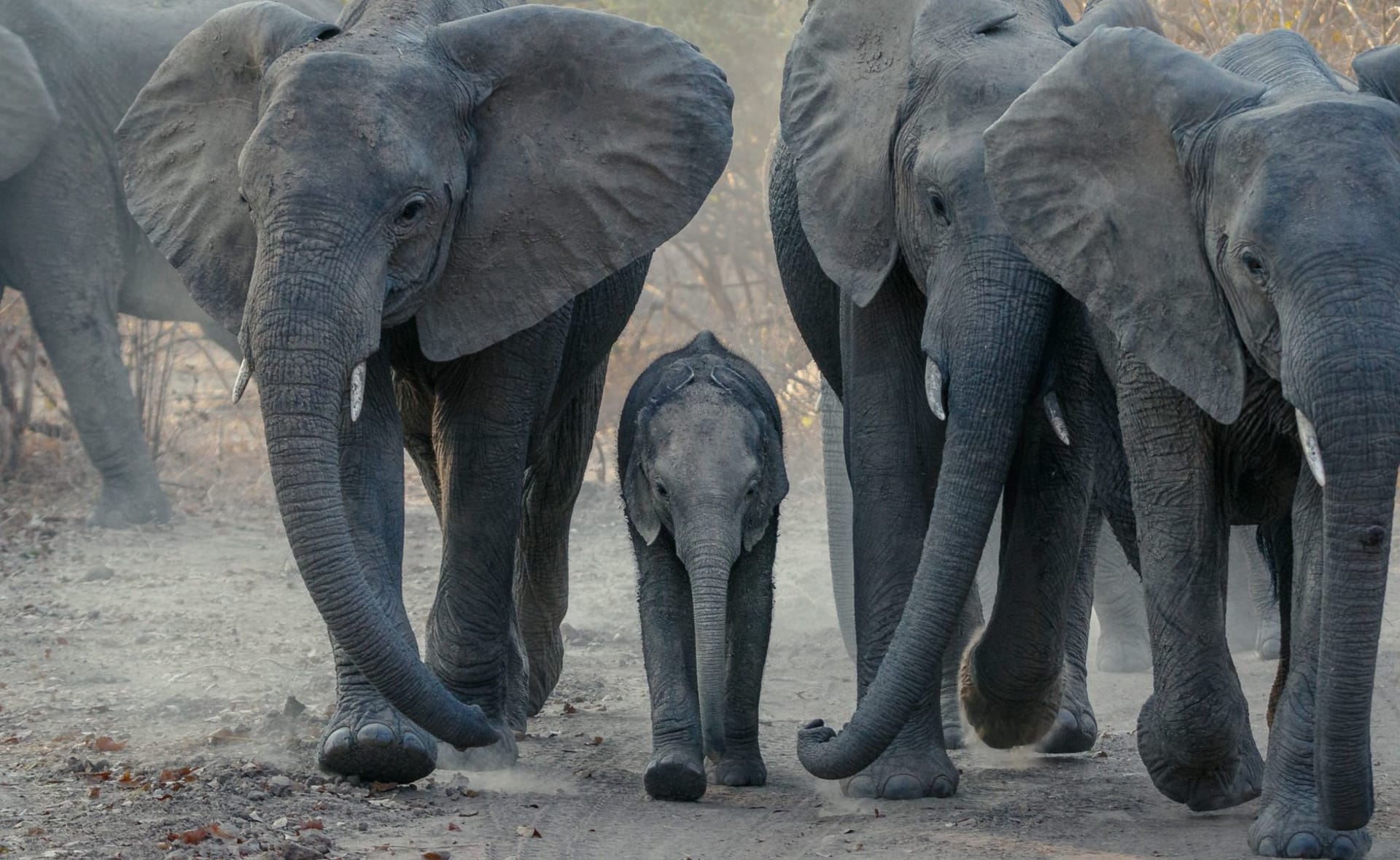 Two walking safari guides leading guests single-file through open miombo woodland in North Luangwa, a herd of buffalo visible in the treeline ahead