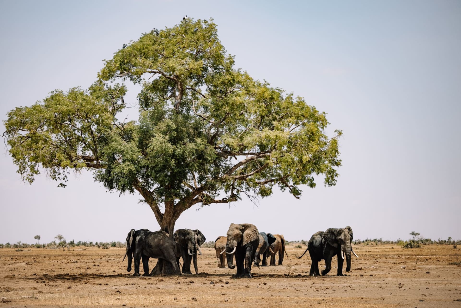 A herd of African elephants gathered in the shade of a large acacia tree on the open savanna