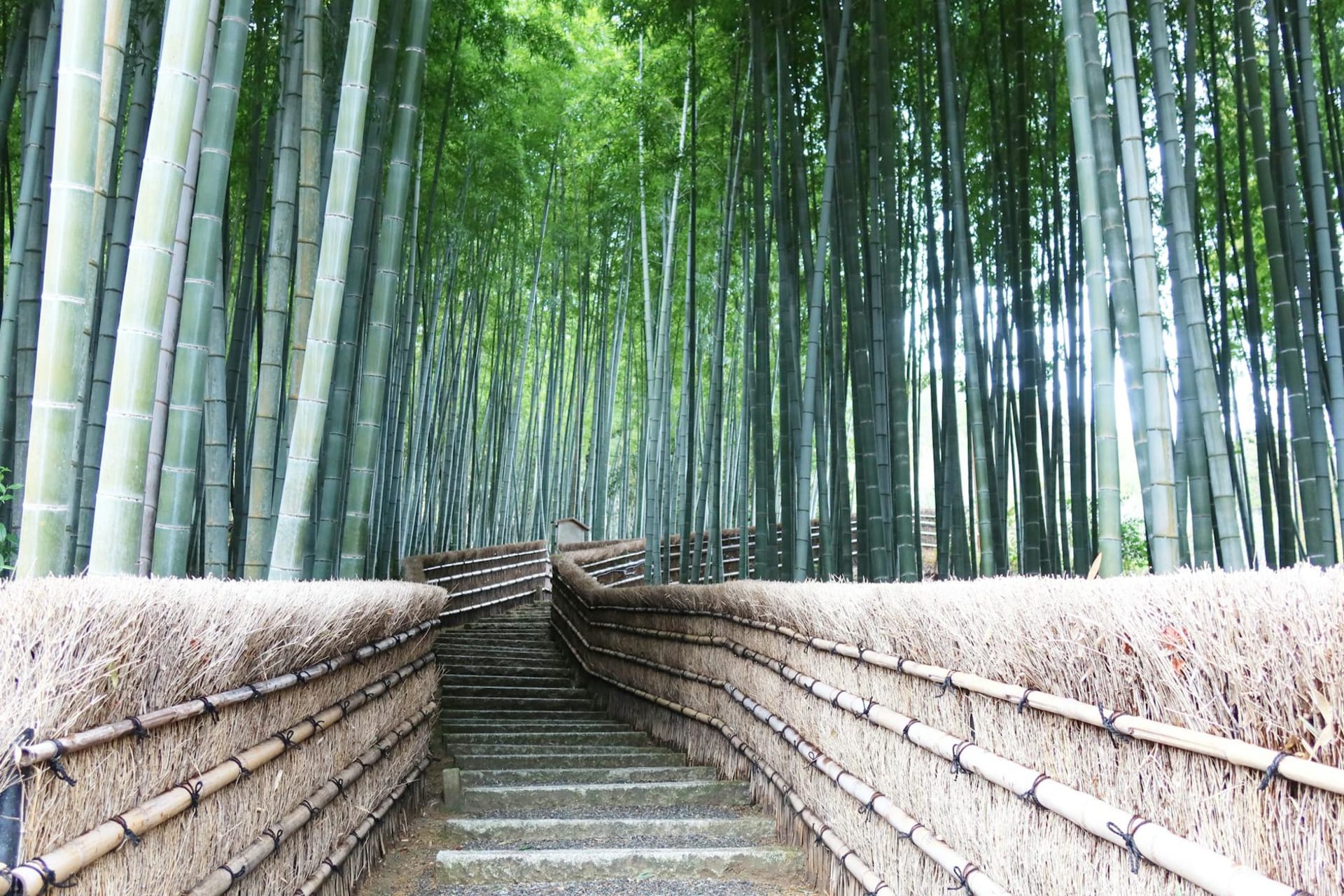 Ancient cedar trunks rising on a steep forest slope at Kurama, with a stone stairway climbing between them into green shade.