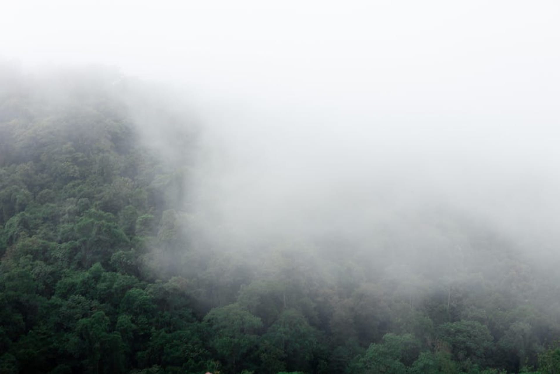 Misty cloud forest canopy with hanging moss and filtered green light in Monteverde