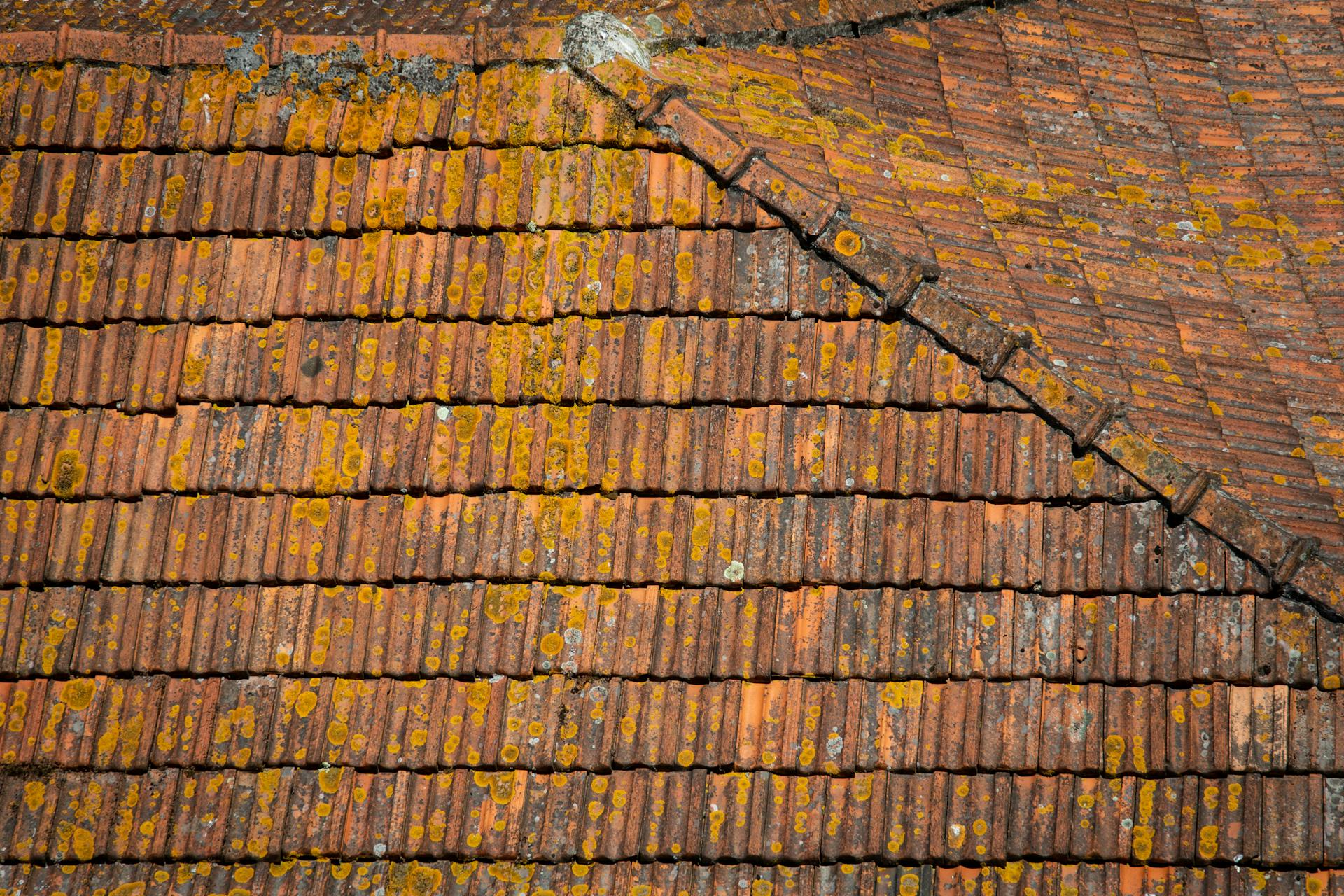 Aged rum barrels in a Martinique distillery with tropical vegetation