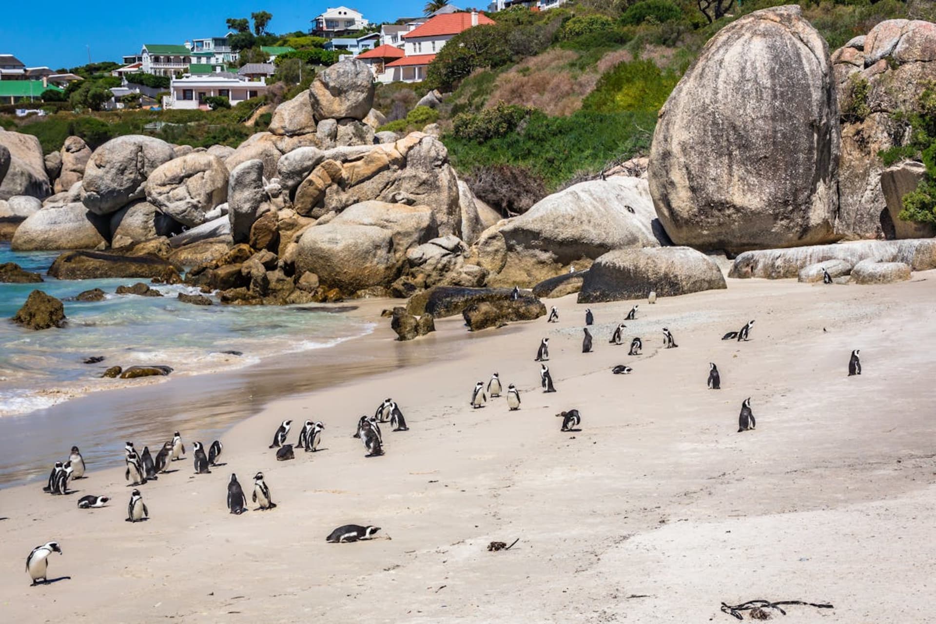 Penguins on Boulders Beach with Table Mountain in the distance