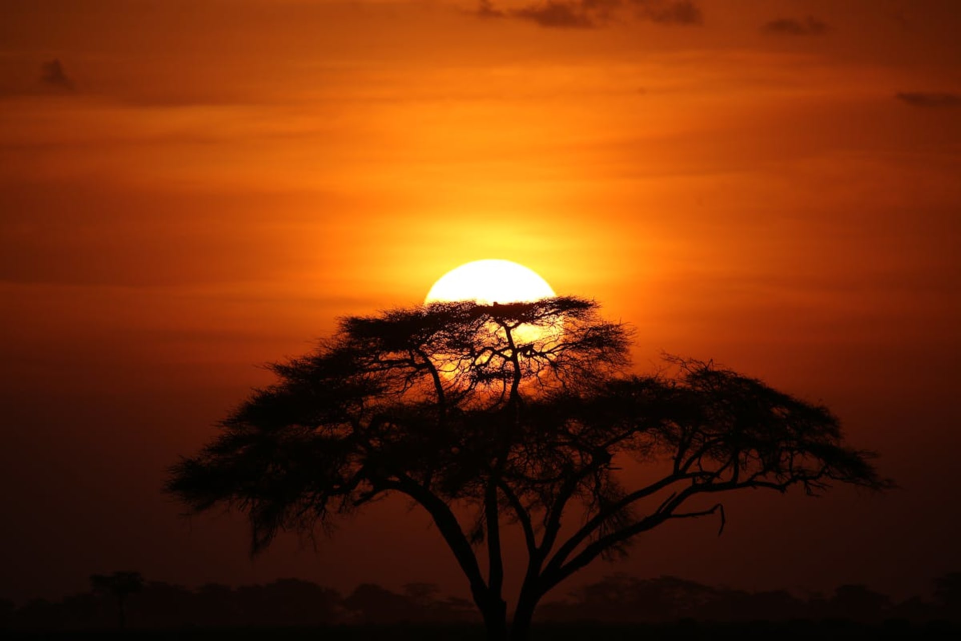 Acacia tree silhouetted against a golden Serengeti sunset