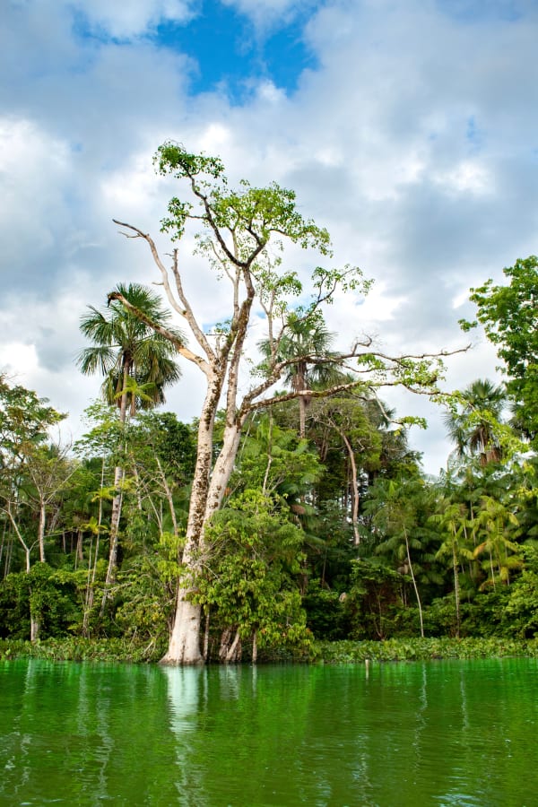 Amazon Basin